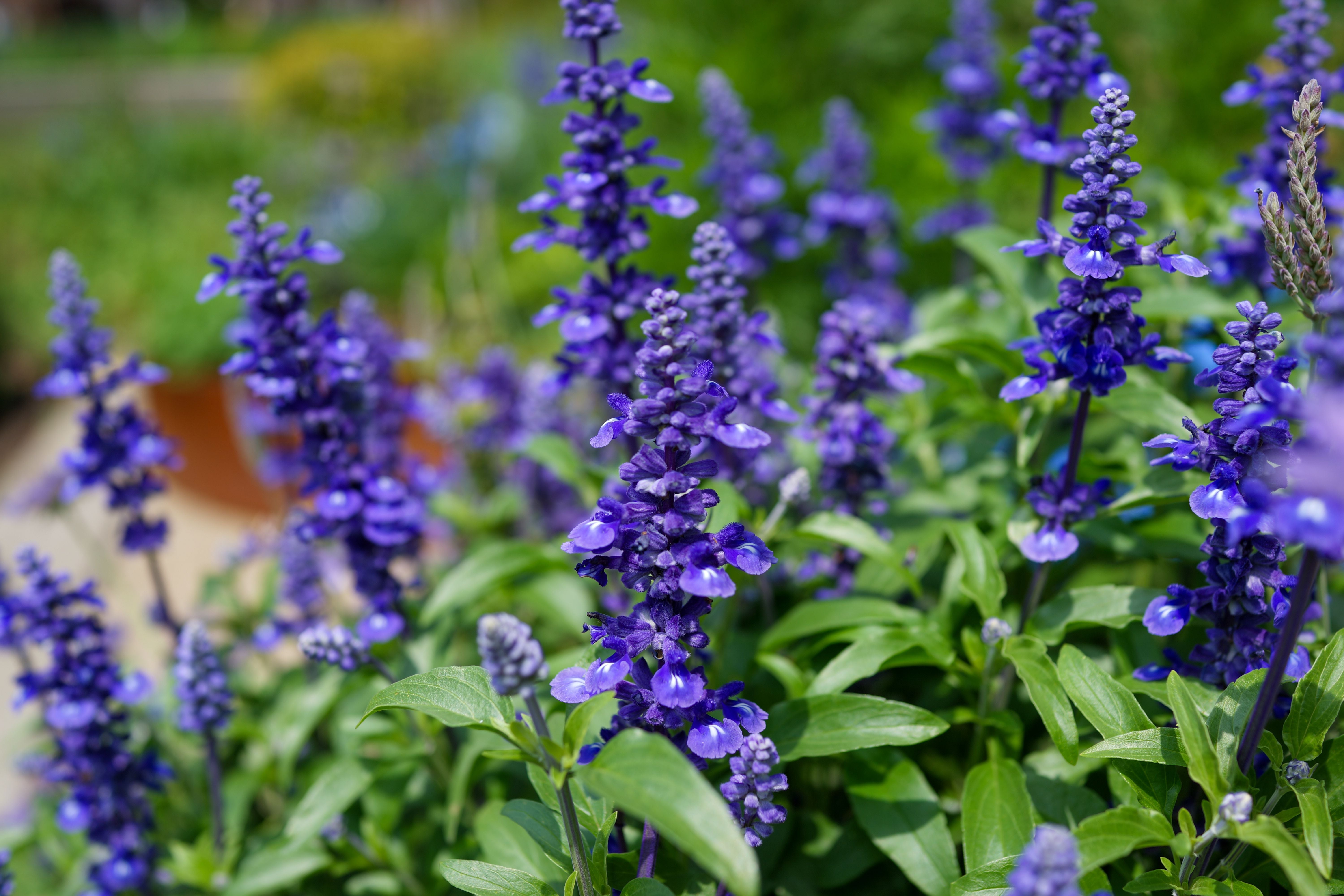 Mehrere lila Blütenstände von Salbei wachsen dicht beieinander im grünen Garten.