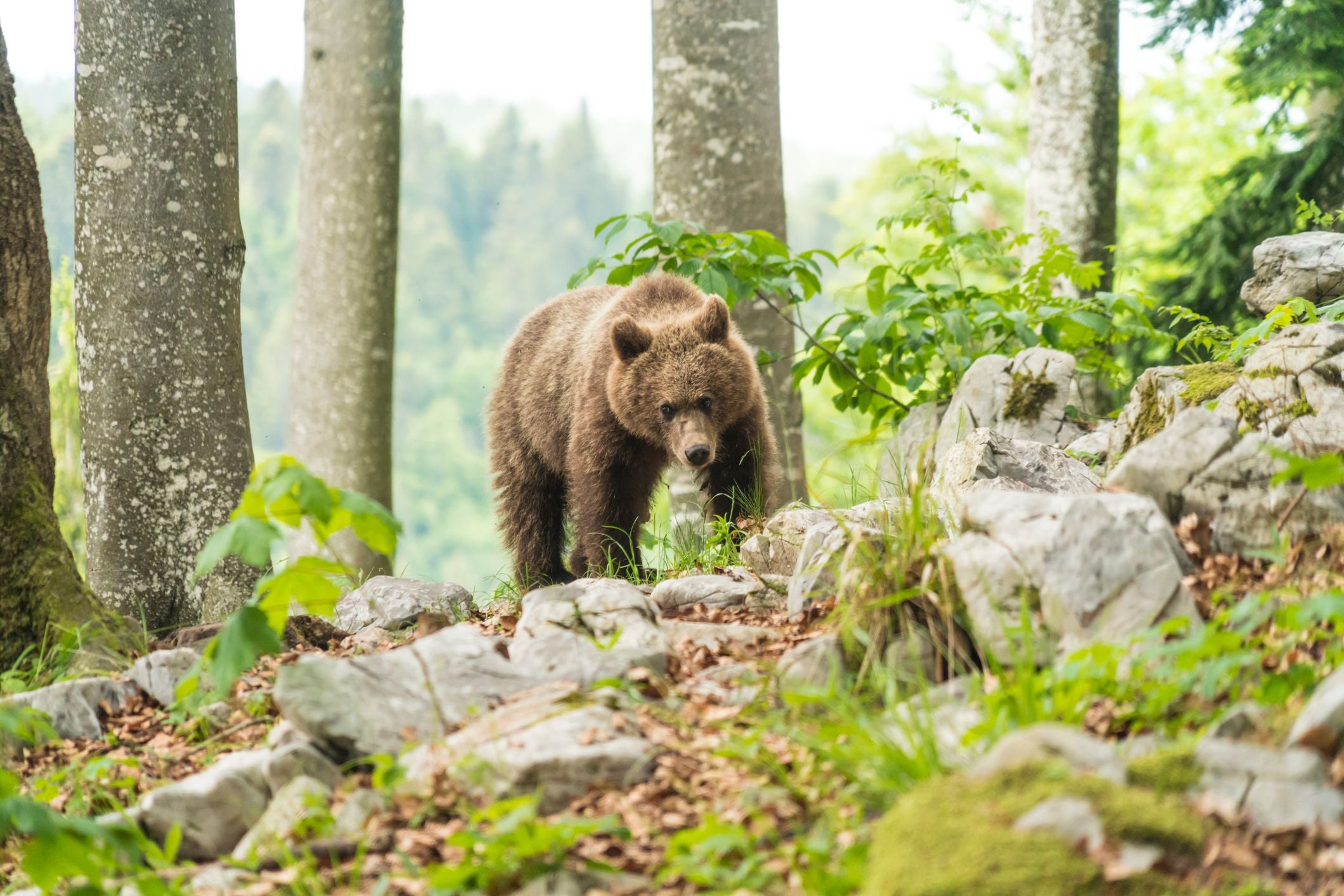 Junger Braunbär läuft durch einen grünen, felsigen Wald in Slowenien.