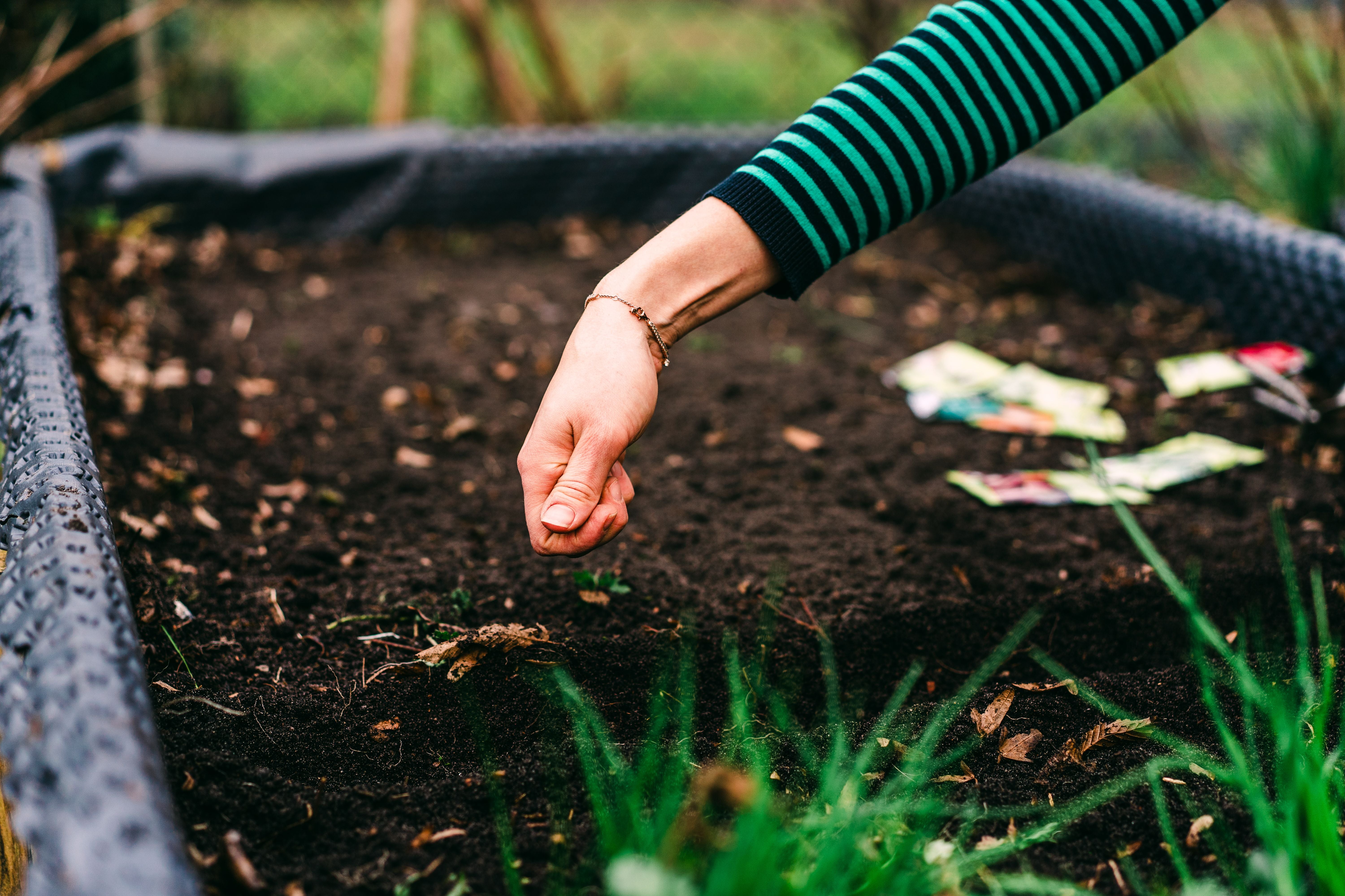 Frau sät Samen in ein Hochbeet im Garten, Fokus auf Hand und Erde.
