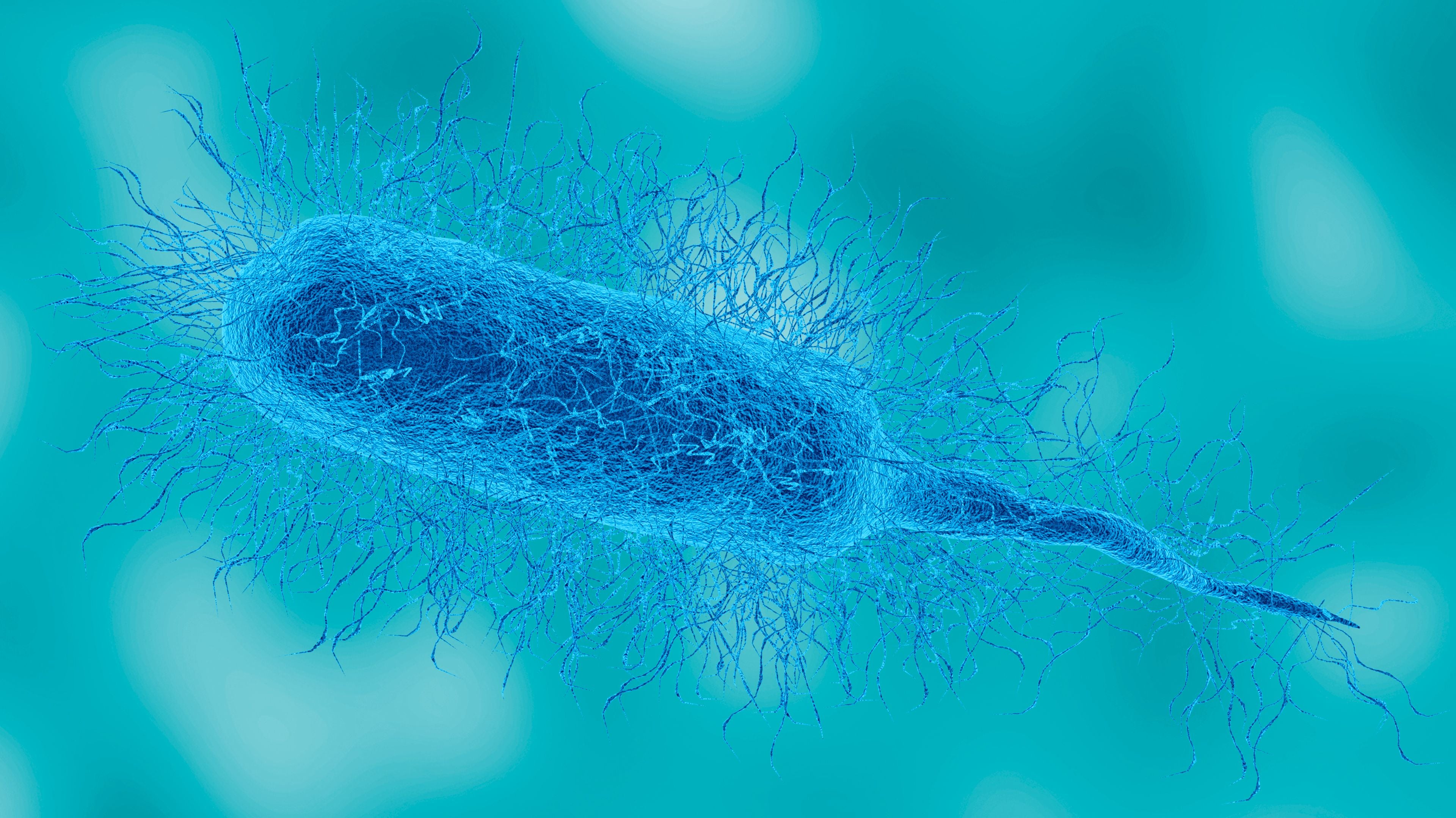 3D-Illustration des Bakteriums Vibrio vulnificus unter dem Mikroskop, detailreiche Ansicht.