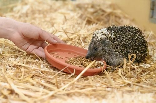 Ein Igel frisst aus einer flachen Schale mit Futter auf Stroh, daneben eine menschliche Hand.