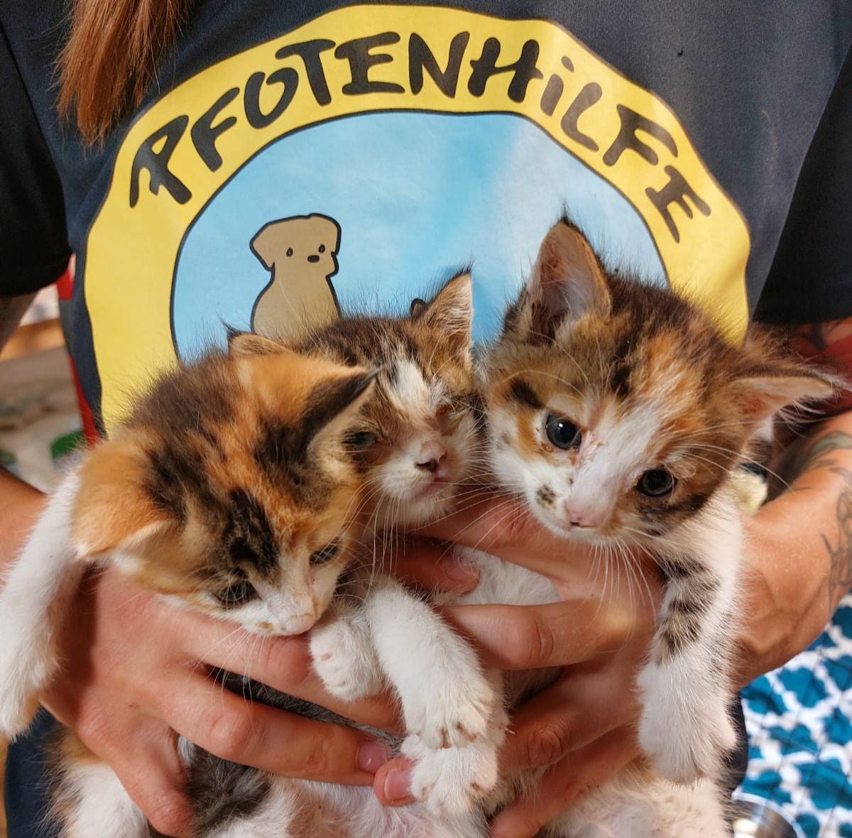 Junge Katzen