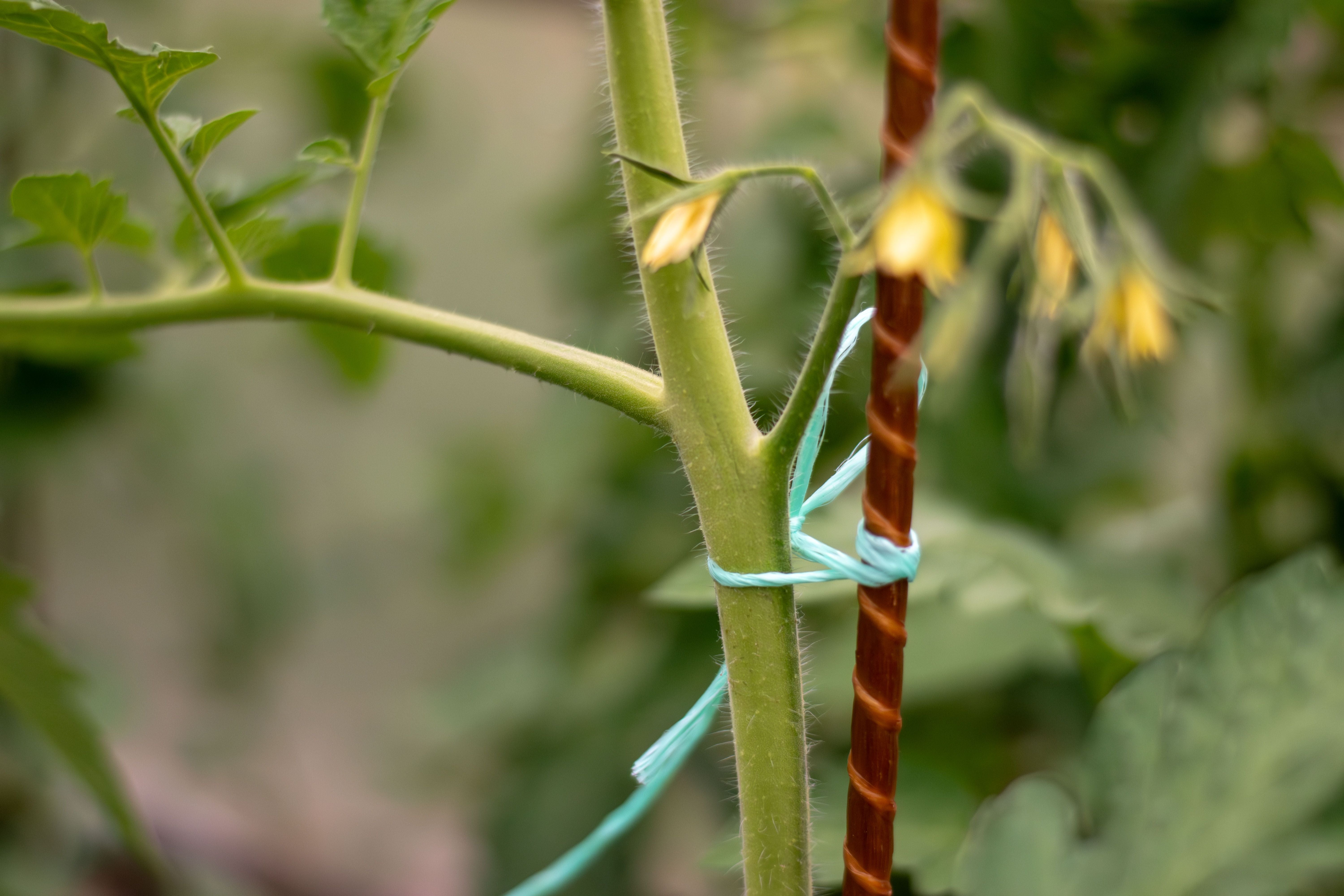 Tomatenpflanze mit blauem Band an braunem Stab festgebunden, Blüten sichtbar.
