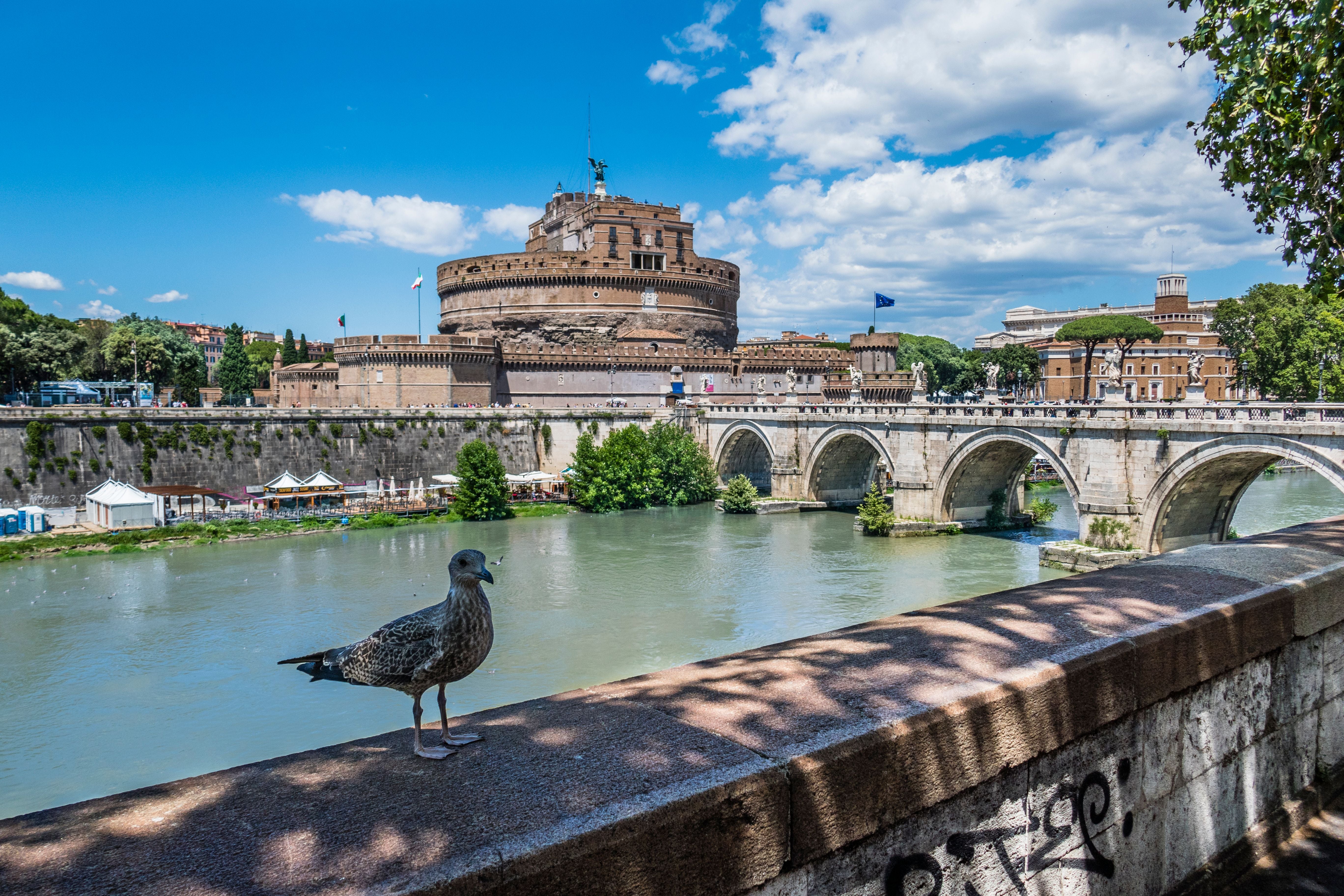 Möwe am Tiberufer in Rom mit Blick auf Ponte Sant'Angelo und Castel Sant'Angelo.