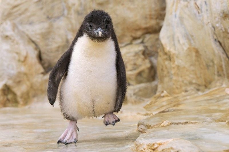 Ein Pinguin steht auf einem Bein auf einem felsigen Untergrund.