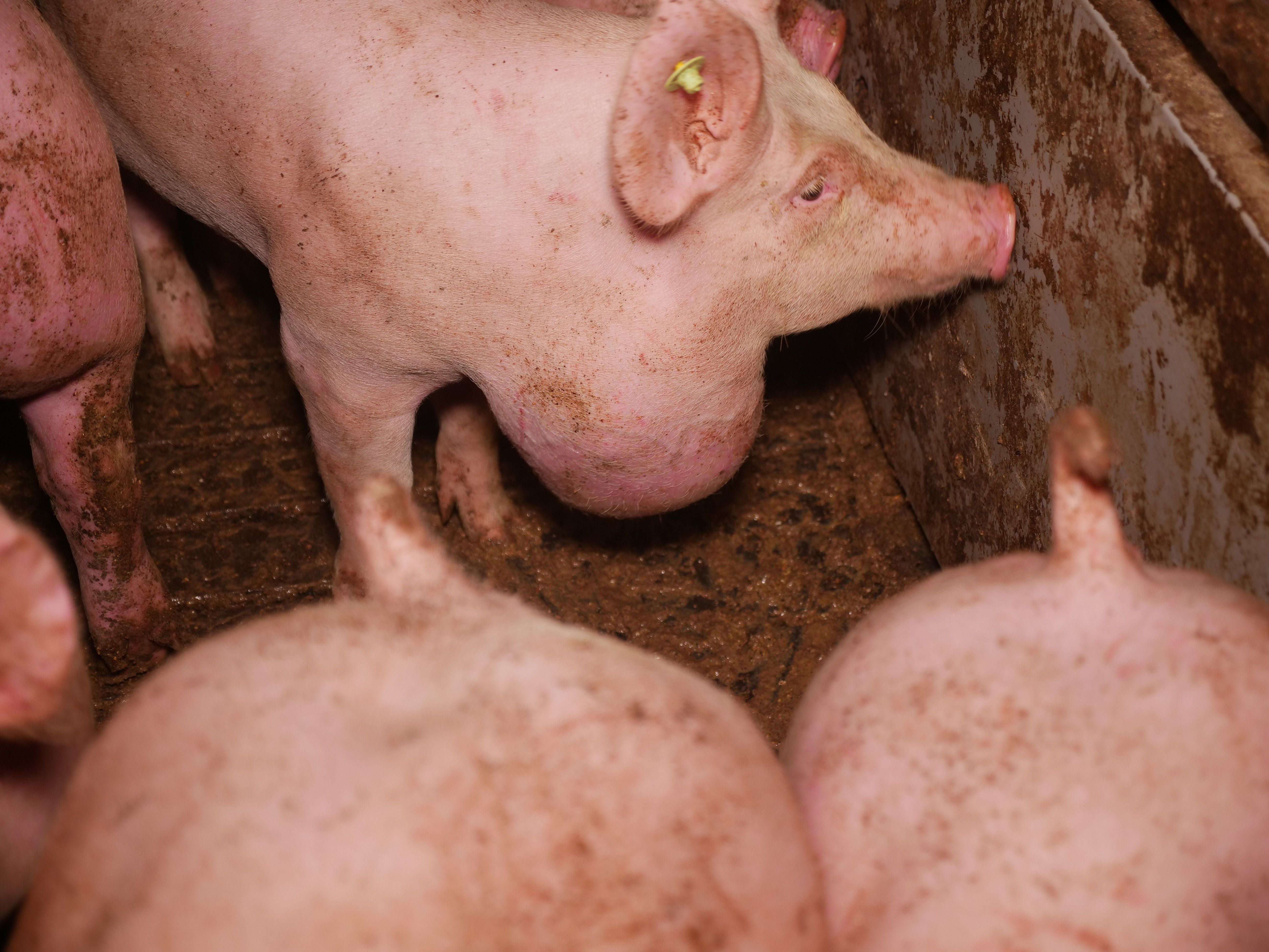 Die Kontrolle kam für die leidenden Tiere zu spät.