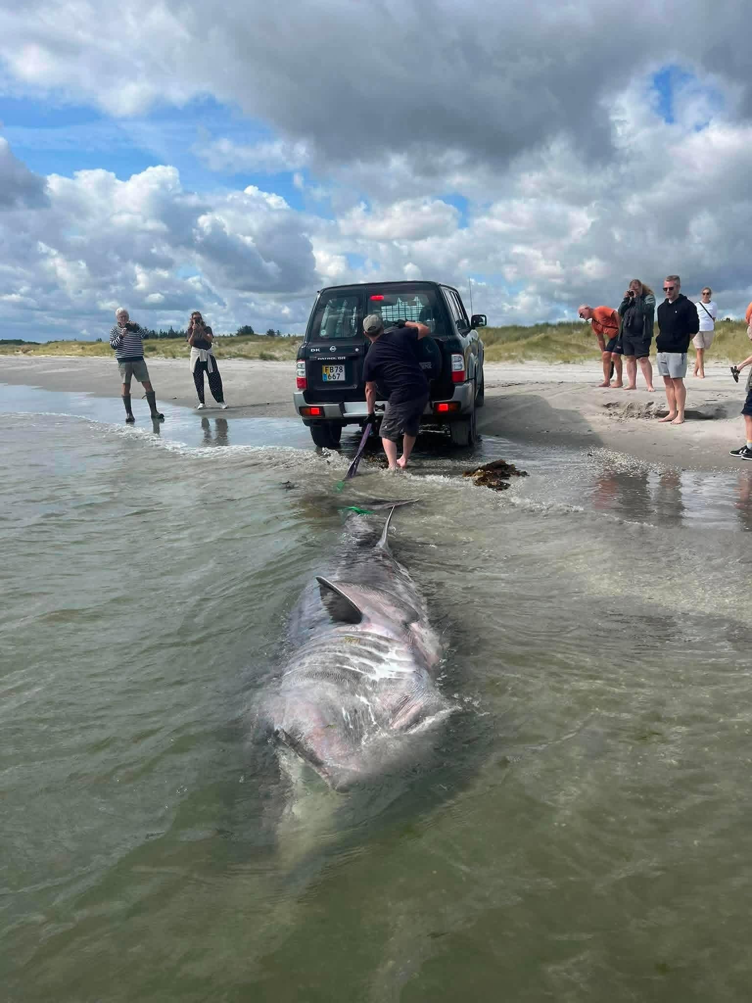 Ein großer Hai wird mit einem Auto am Strand herausgezogen, mehrere Menschen beobachten die Szene.