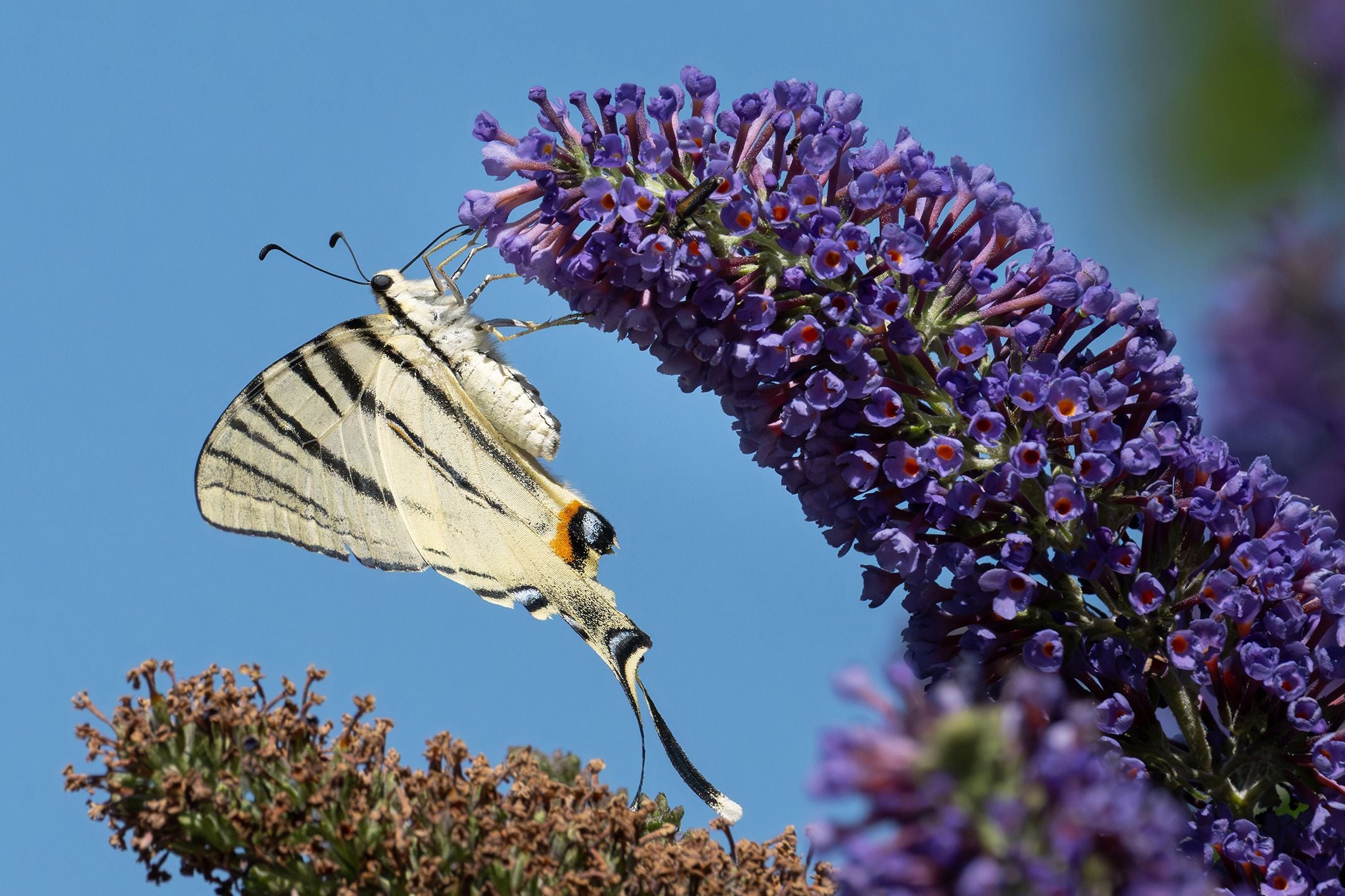 Ein Schmetterling sitzt auf einer lila Blütenrispe vor blauem Himmel.