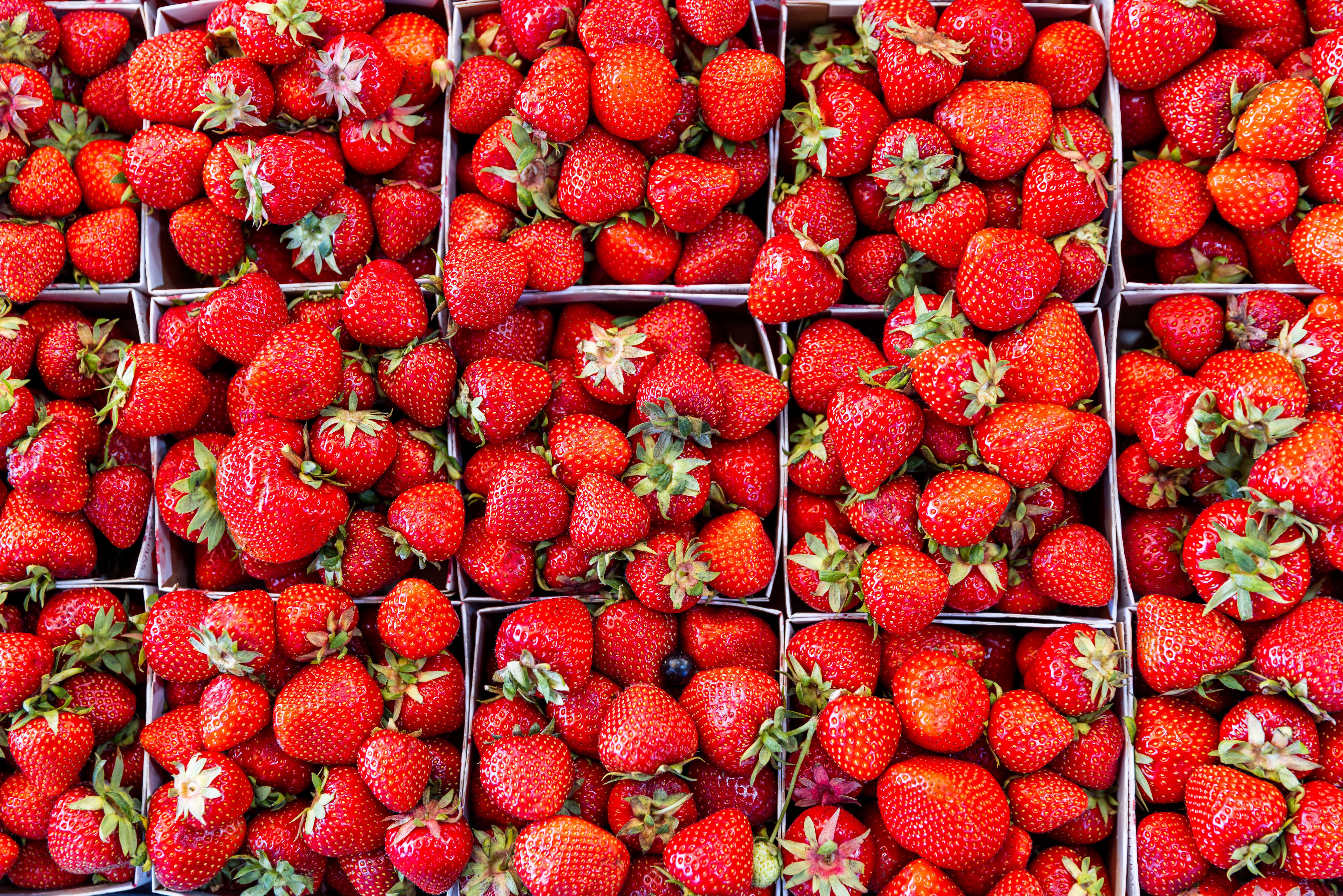 Viele frische Erdbeeren liegen in mehreren Kartons eng nebeneinander.