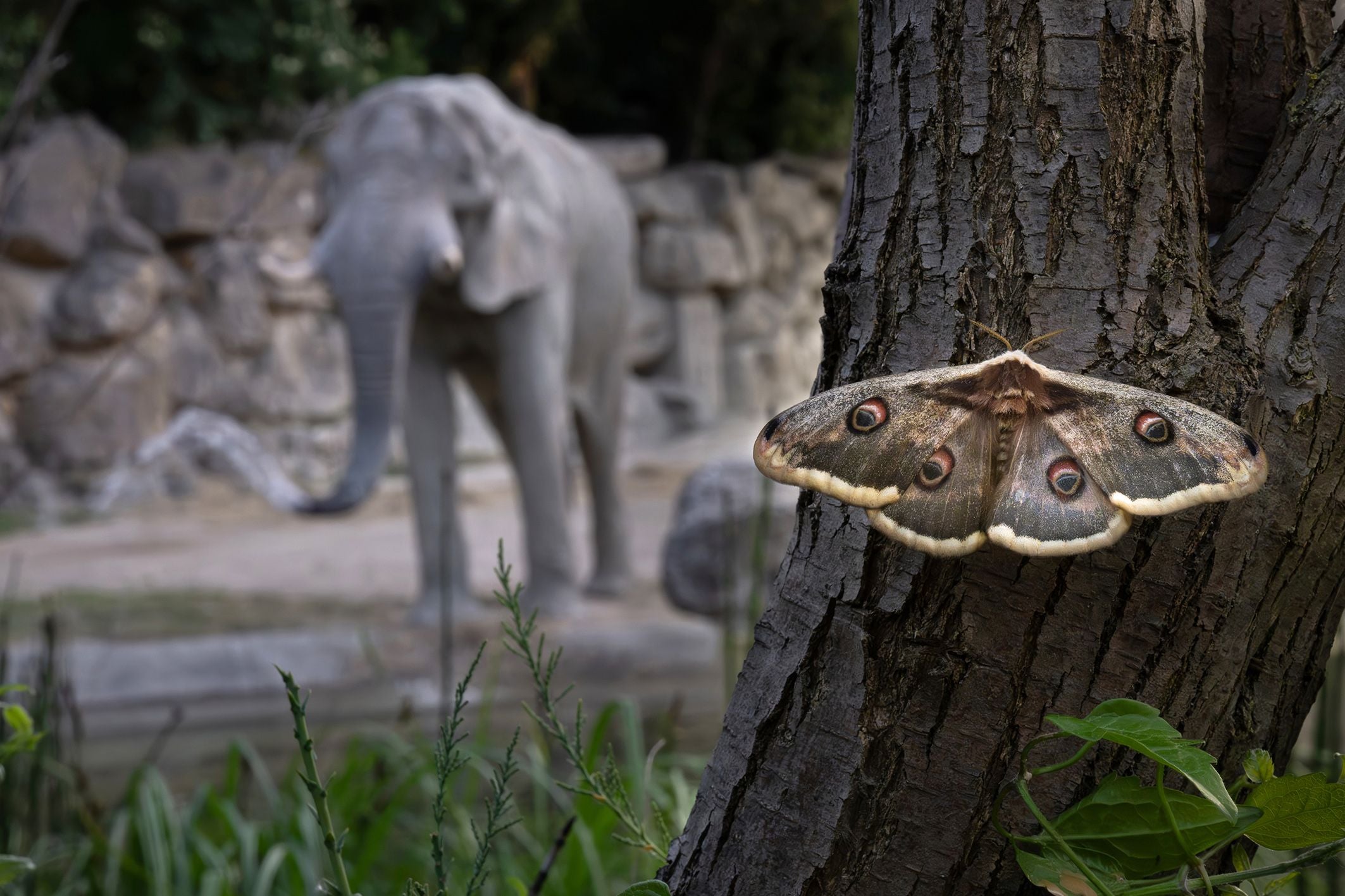 Eine große Nachtfalter sitzt am Baumstamm, im Hintergrund steht unscharf ein Elefant.