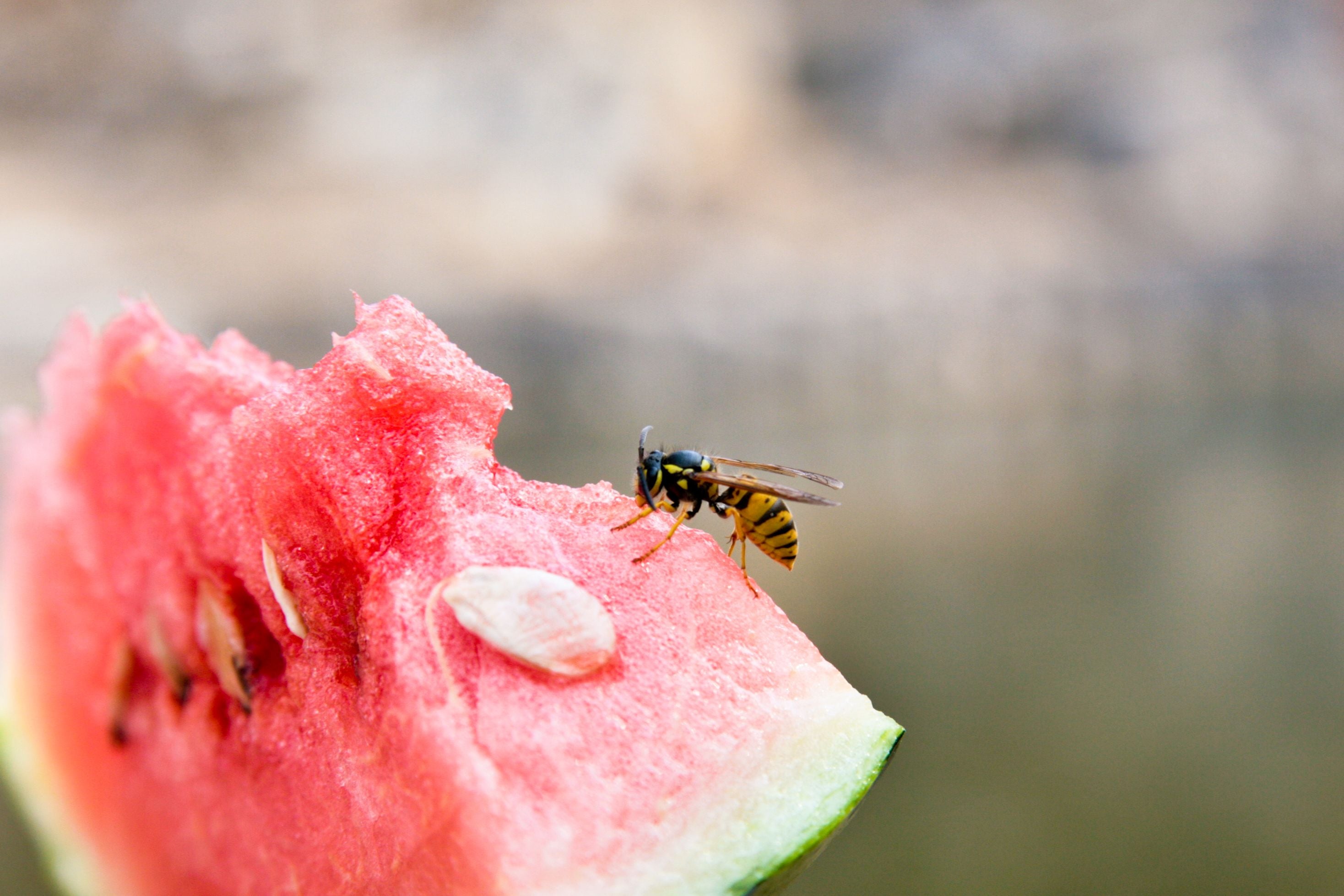 Eine Wespe sitzt auf einem Stück Wassermelone.