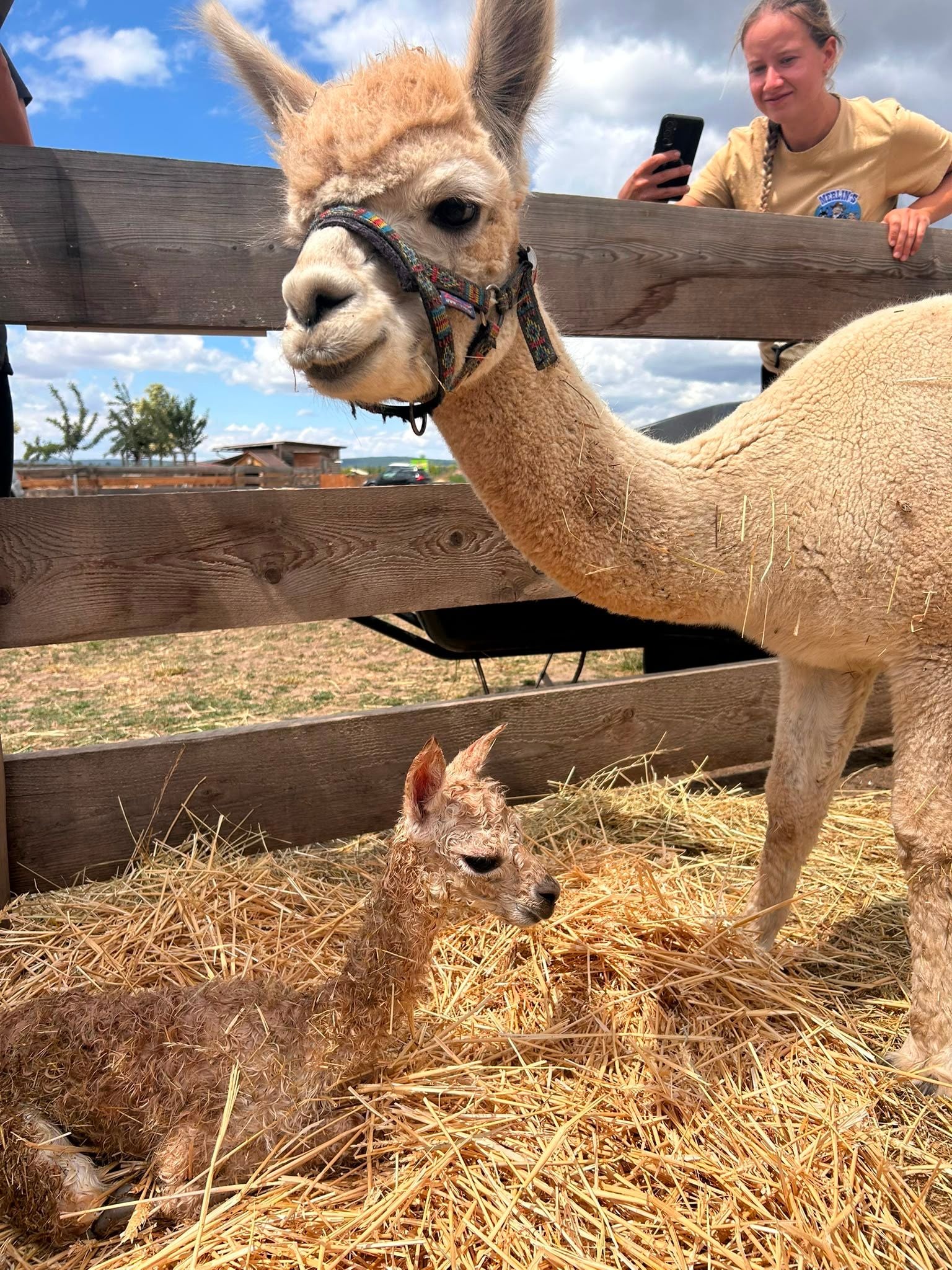 Ein neugeborenes Alpaka liegt im Stroh neben seiner Mutter, im Hintergrund eine lächelnde Frau.