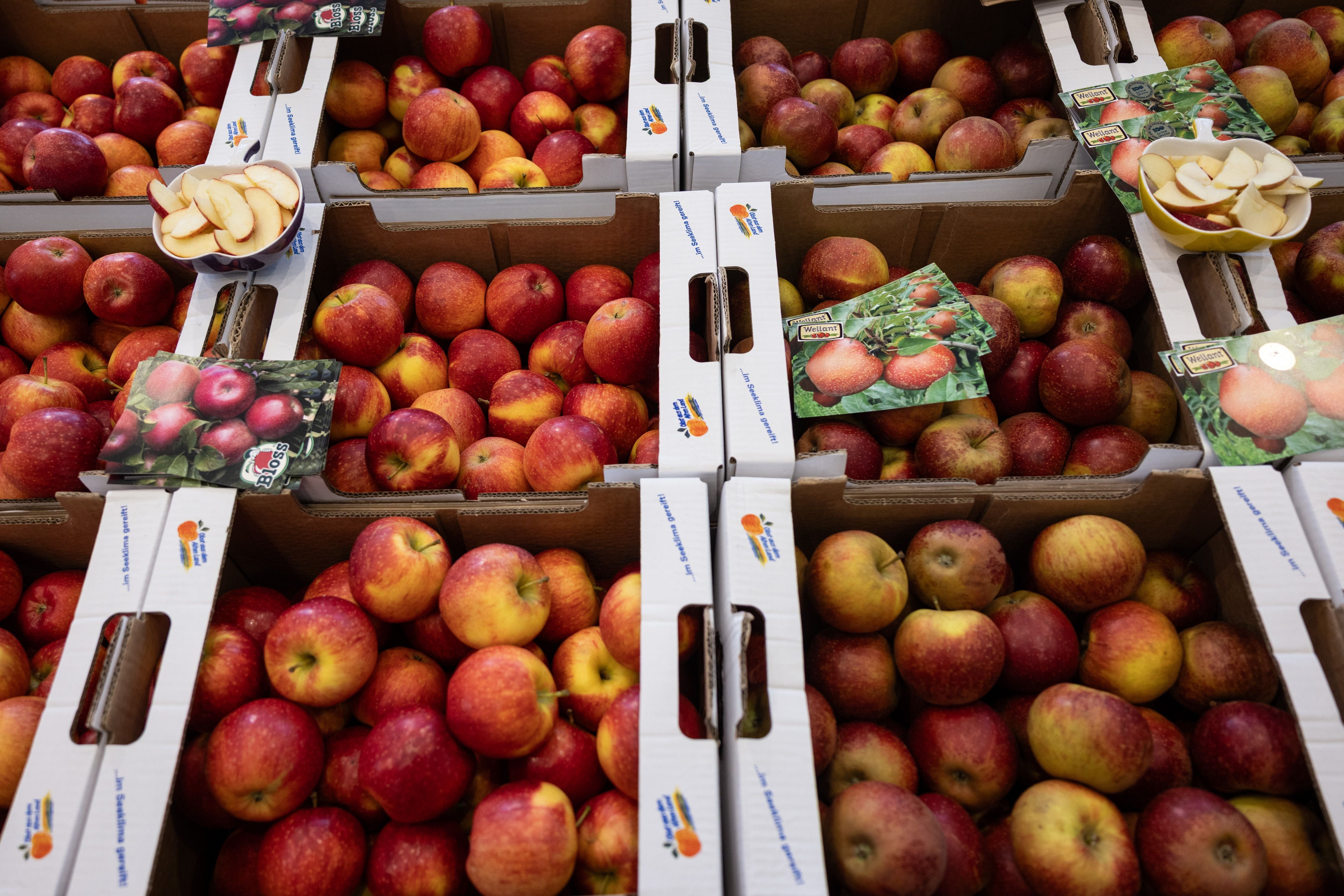 Verschiedene Sorten roter Äpfel in Kartons auf einem Messestand mit Scheibenproben in kleinen Schalen.