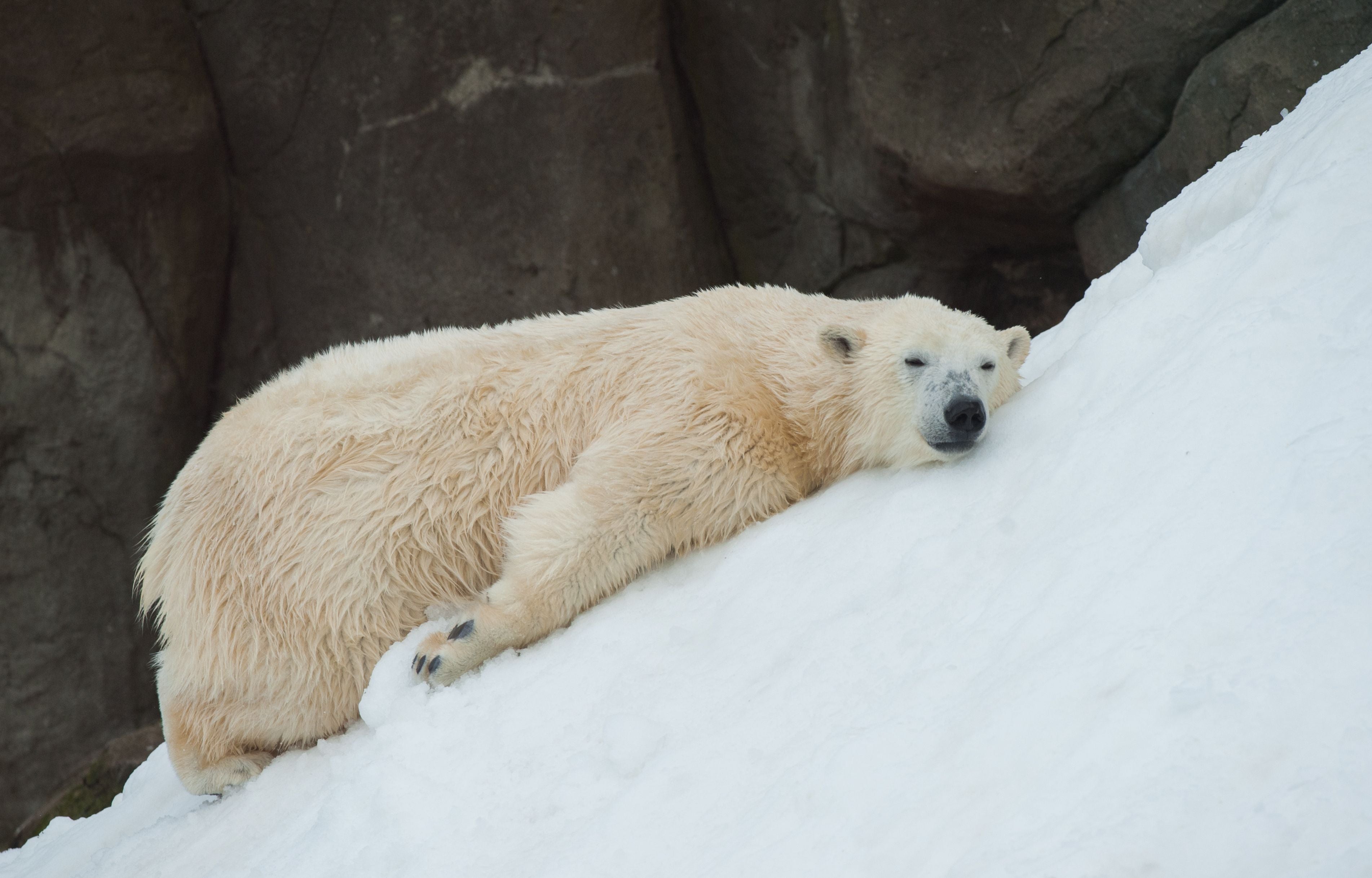 Ein junger Eisbär liegt entspannt auf schneebedecktem Hang und ruht.