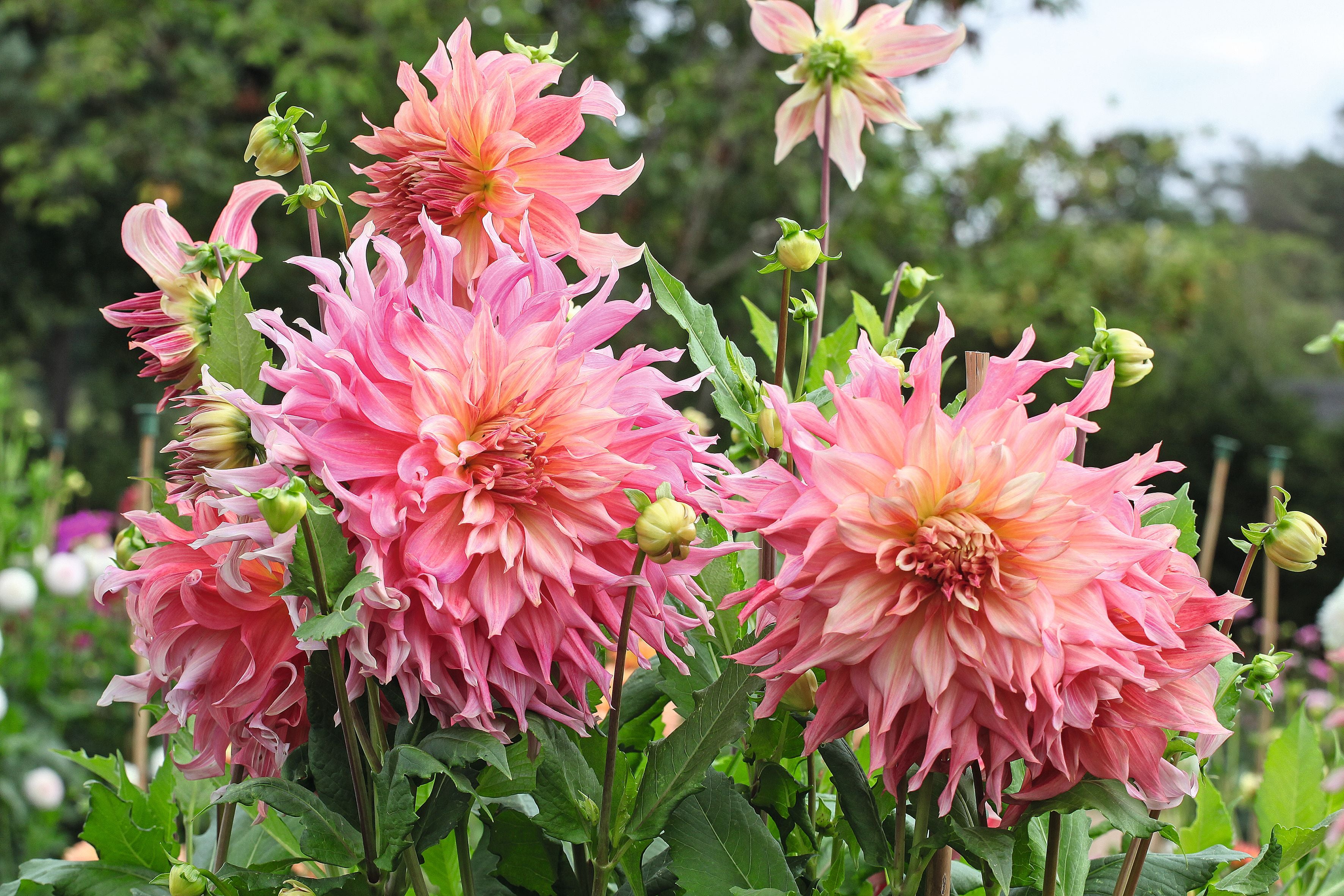 Mehrere große, pinkfarbene Dahlienblüten blühen im sonnigen Garten.