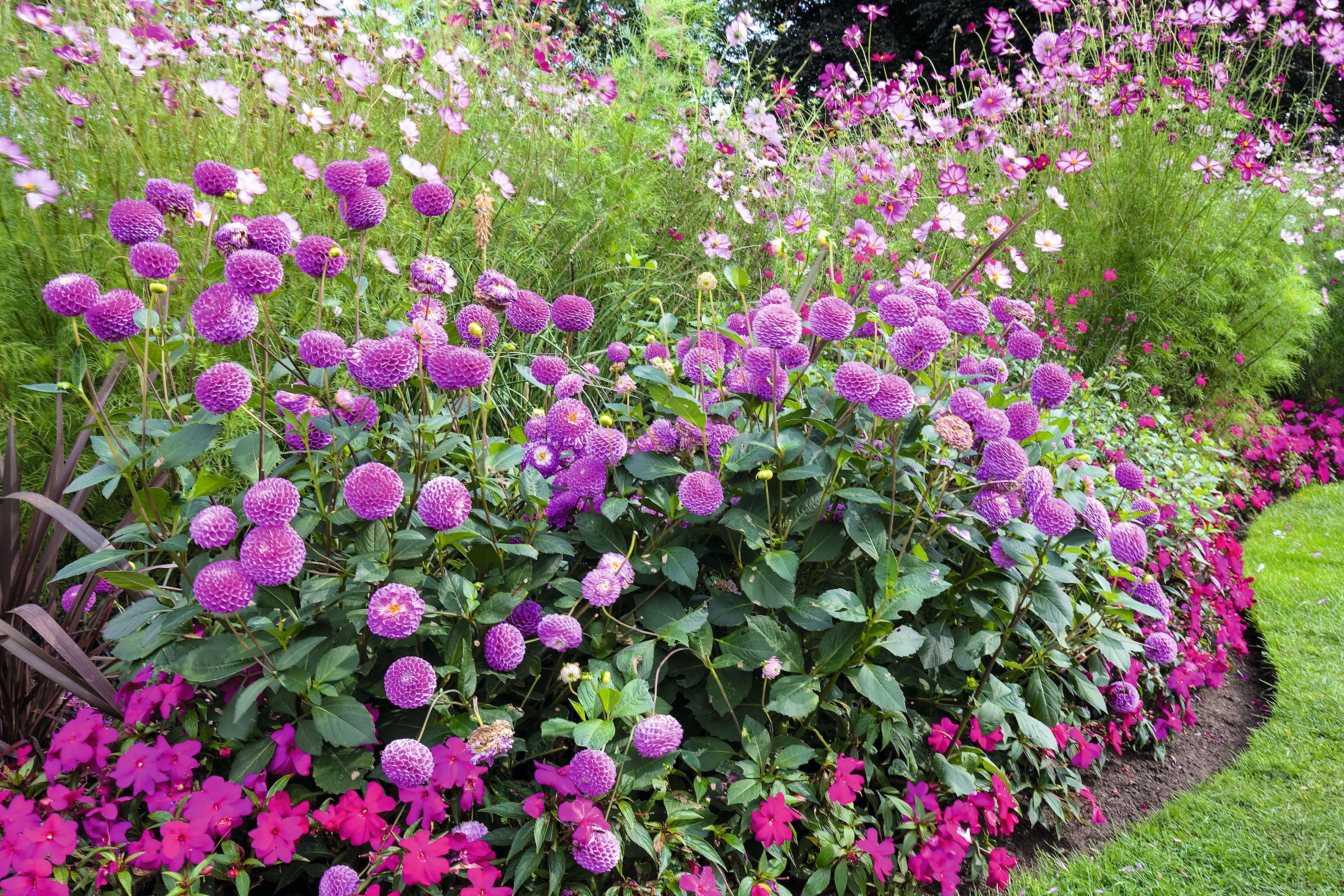 Beet mit lila, pinken und weißen Blumen vor grünem Hintergrund im Garten.