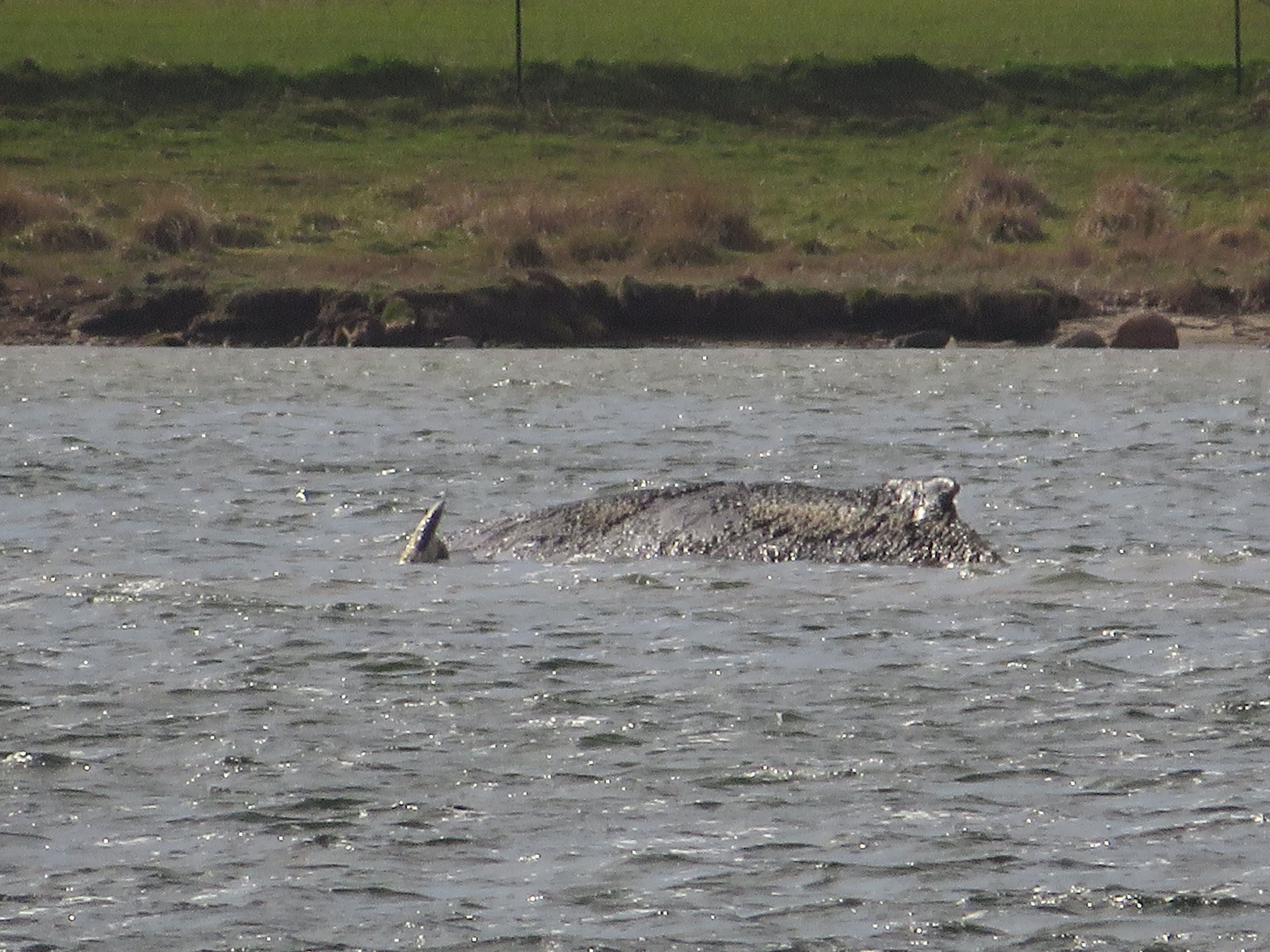 Buckelwal schwimmt an der Wasseroberfläche eines Sees nahe einer grünen Uferlandschaft.