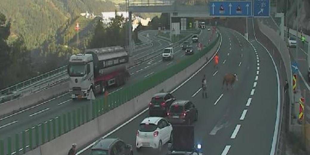 Mehrere Kühe laufen auf der Brennerautobahn in Tirol, Autos müssen anhalten.