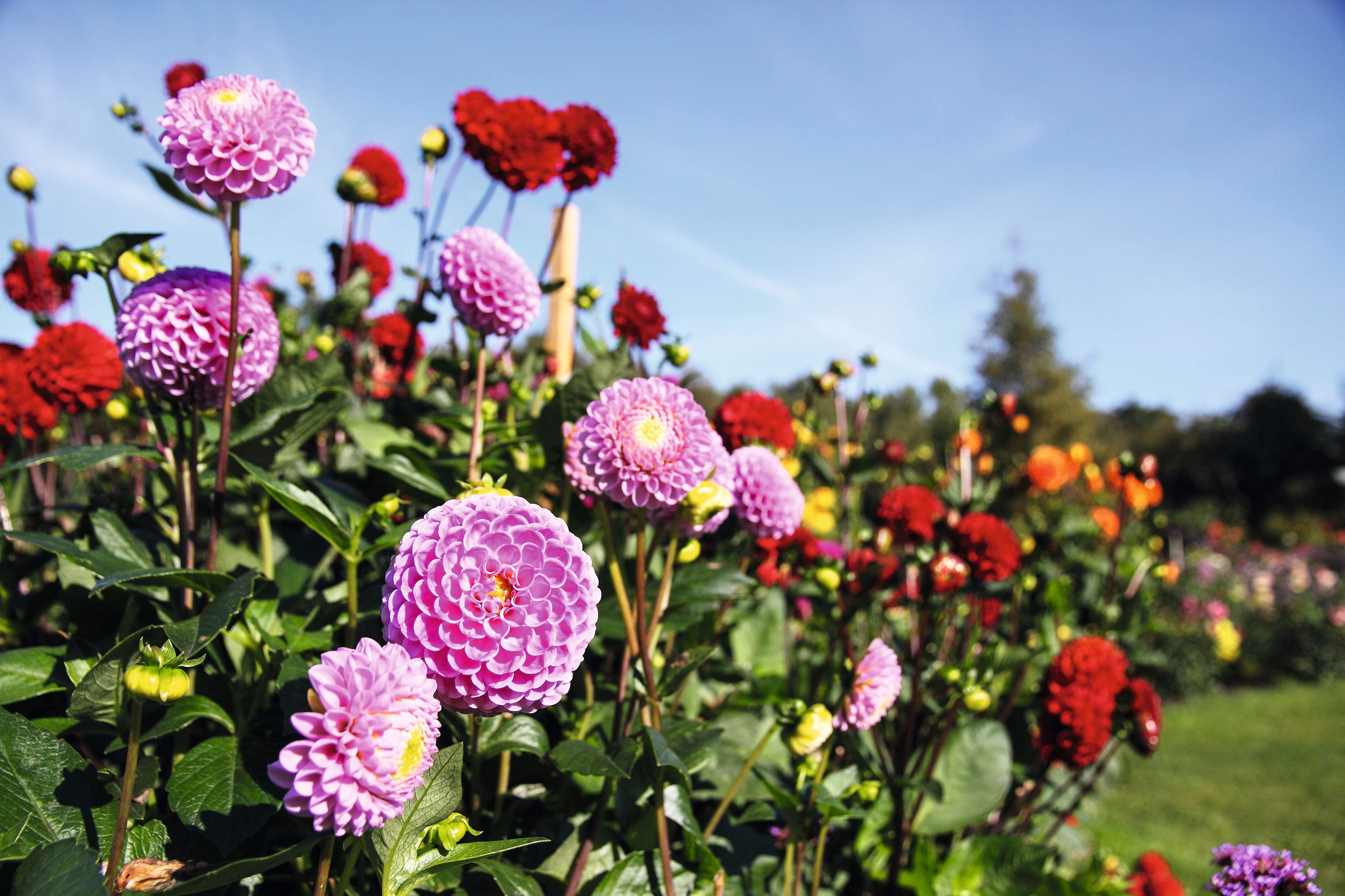 Mehrere violette und rote Dahlien blühen im Sonnenschein auf einer Wiese.