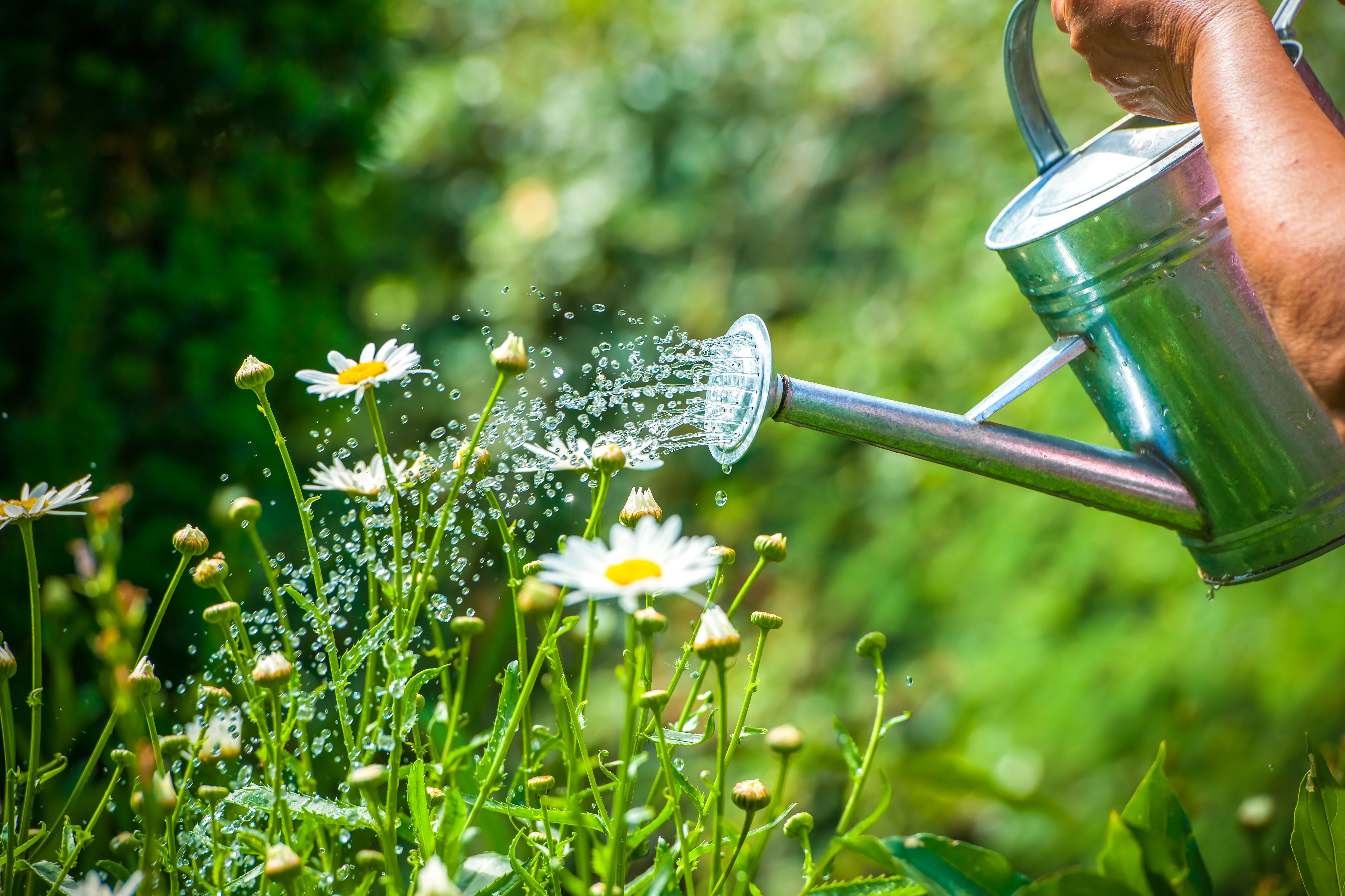 Eine Gießkanne bewässert weiße Blumen im Garten bei Sonnenschein.