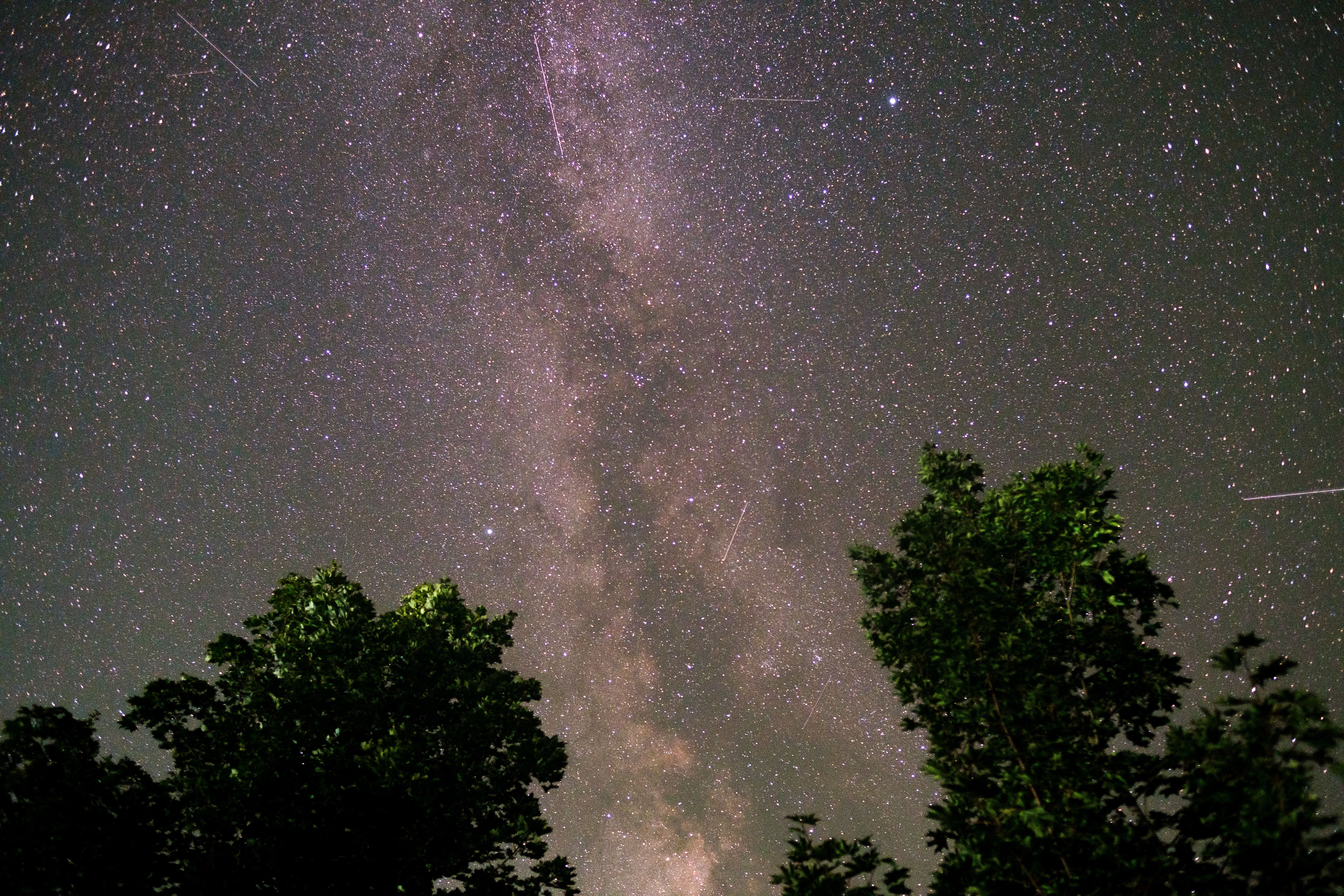 Sternenhimmel mit Milchstraße und Perseiden-Meteoren über Bäumen in einer klaren Nacht.