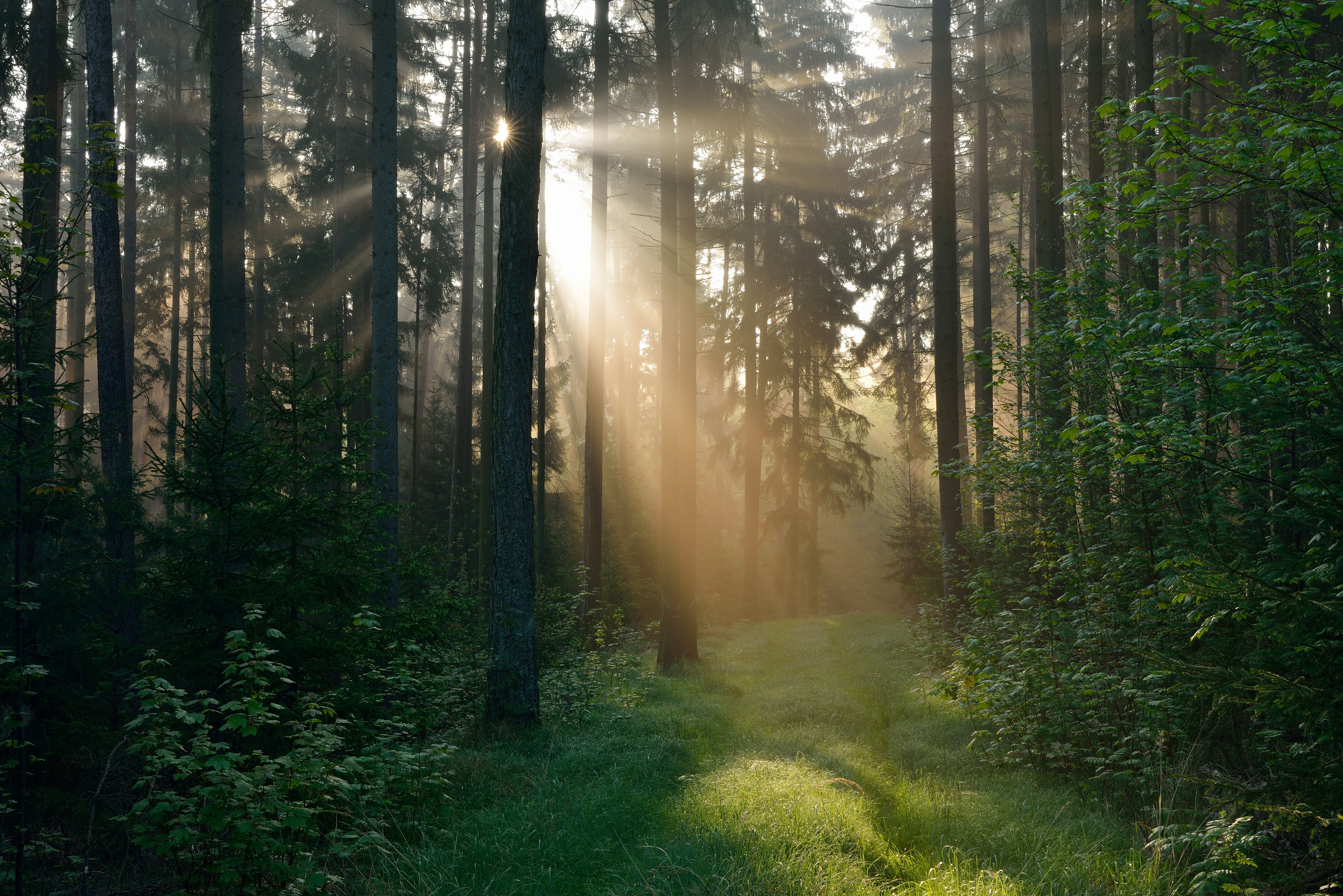 Sonnenstrahlen fallen durch einen dichten, grünen Wald in Franken, Bayern.