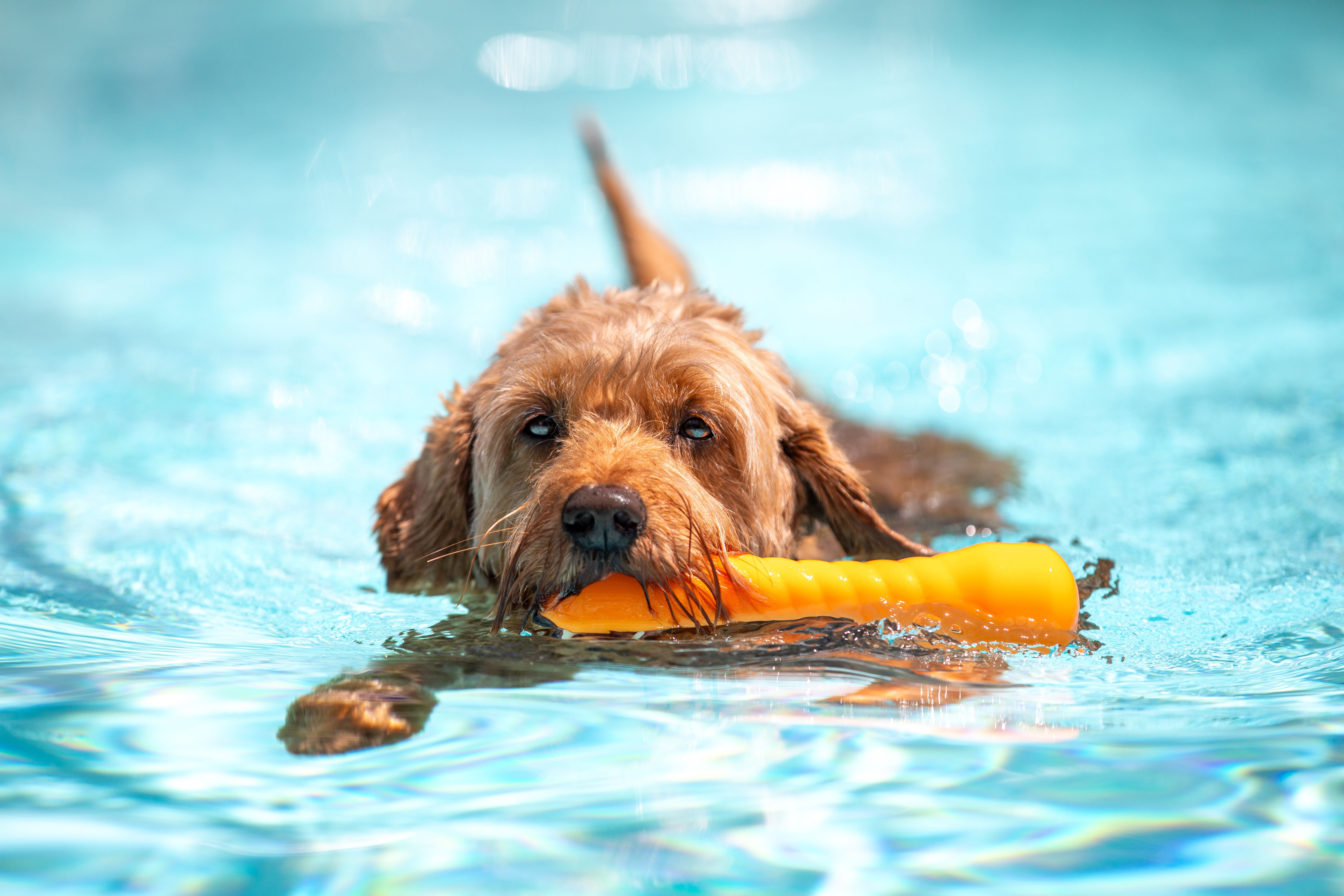 Hund im Pool