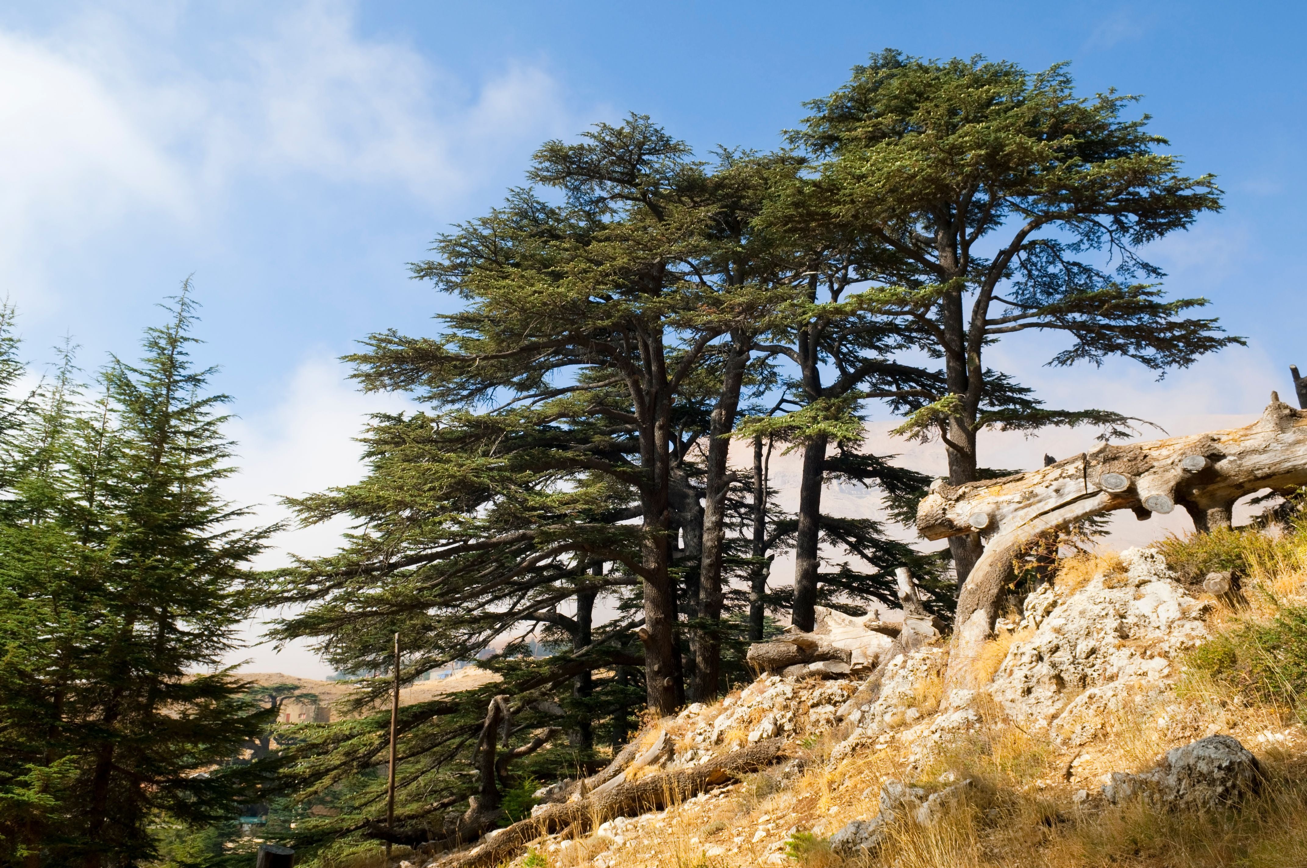 Alte Zedernbäume in einem Gebirgswald bei Bcharre, Libanon, auf felsigem Boden unter blauem Himmel.
