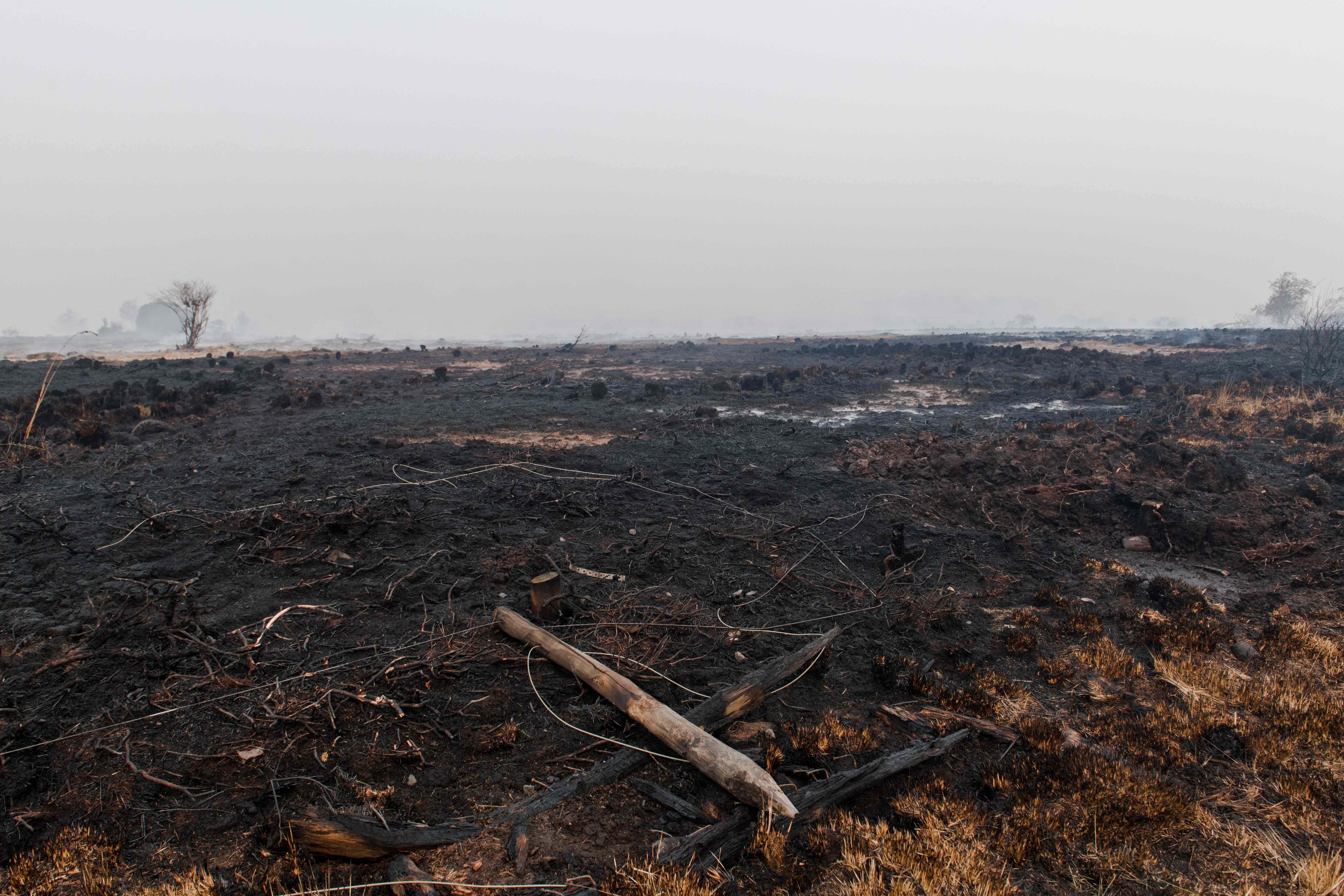 Verbrannte Landschaft nach einem Großbrand im Naturschutzgebiet Hohes Venn in Belgien.