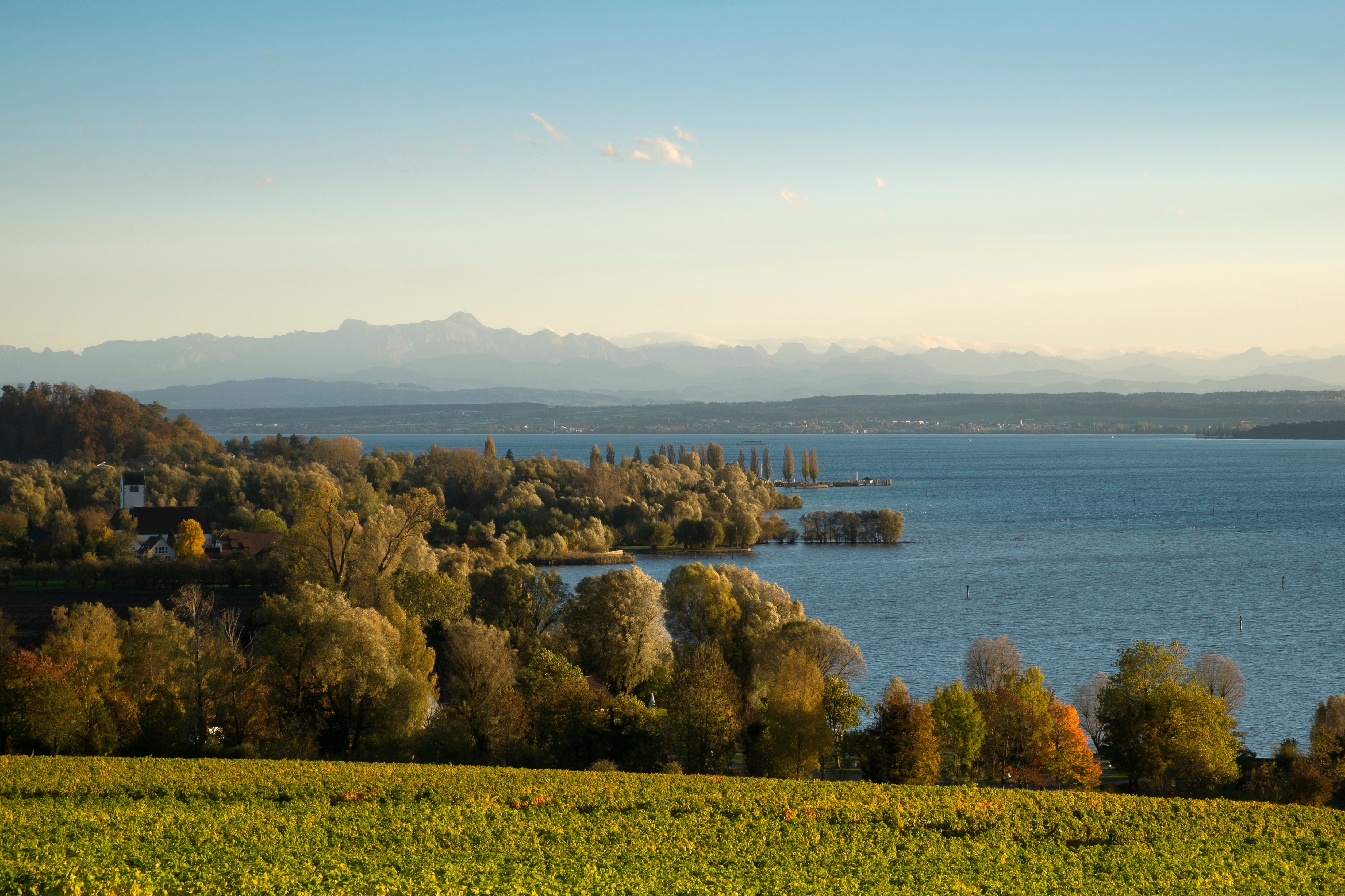 Blick auf den Bodensee mit herbstlichen Bäumen und Alpen im Hintergrund bei Sonnenlicht.
