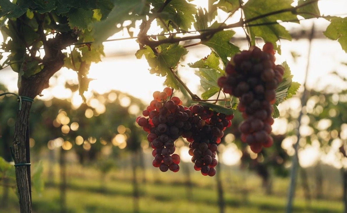 Rote Weintrauben hängen an einer Rebe im Sonnenlicht im Weinherbst Niederösterreichs.
