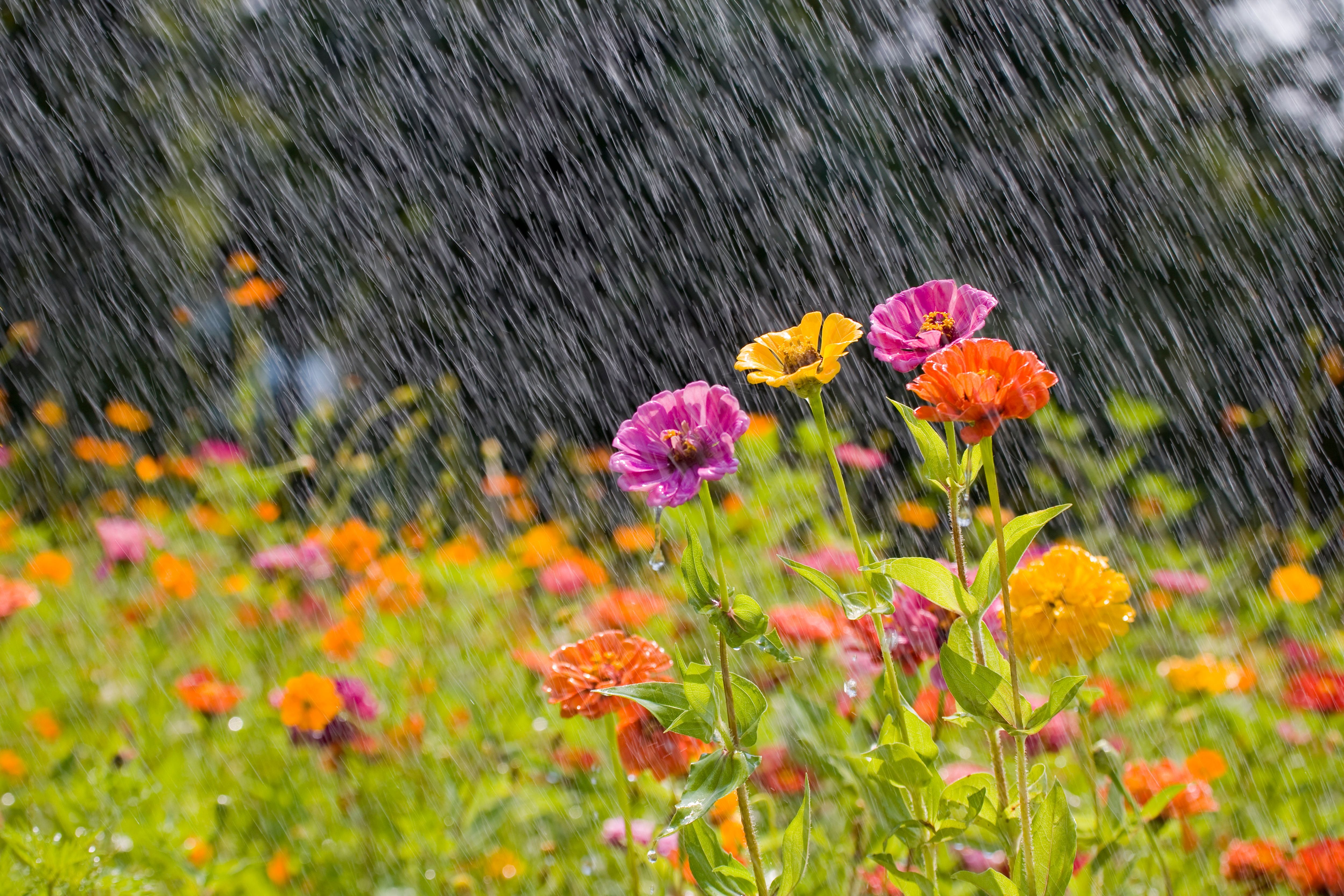 Bunte Sommerblumen werden von leichtem Sommerregen bewässert.