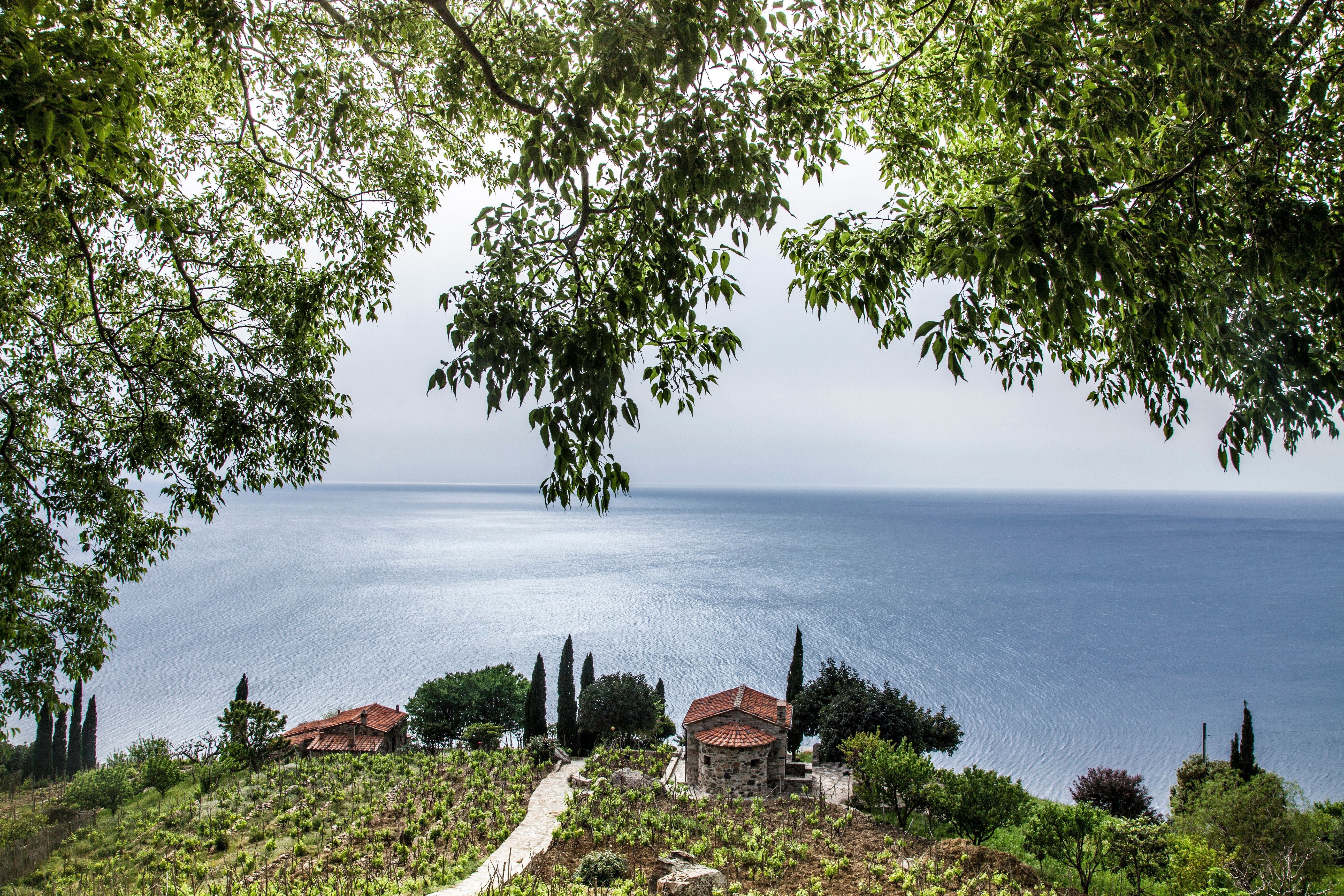 Blick durch Bäume auf das Meer, Häuser mit roten Dächern und Weinreben auf Elba, Toskana.