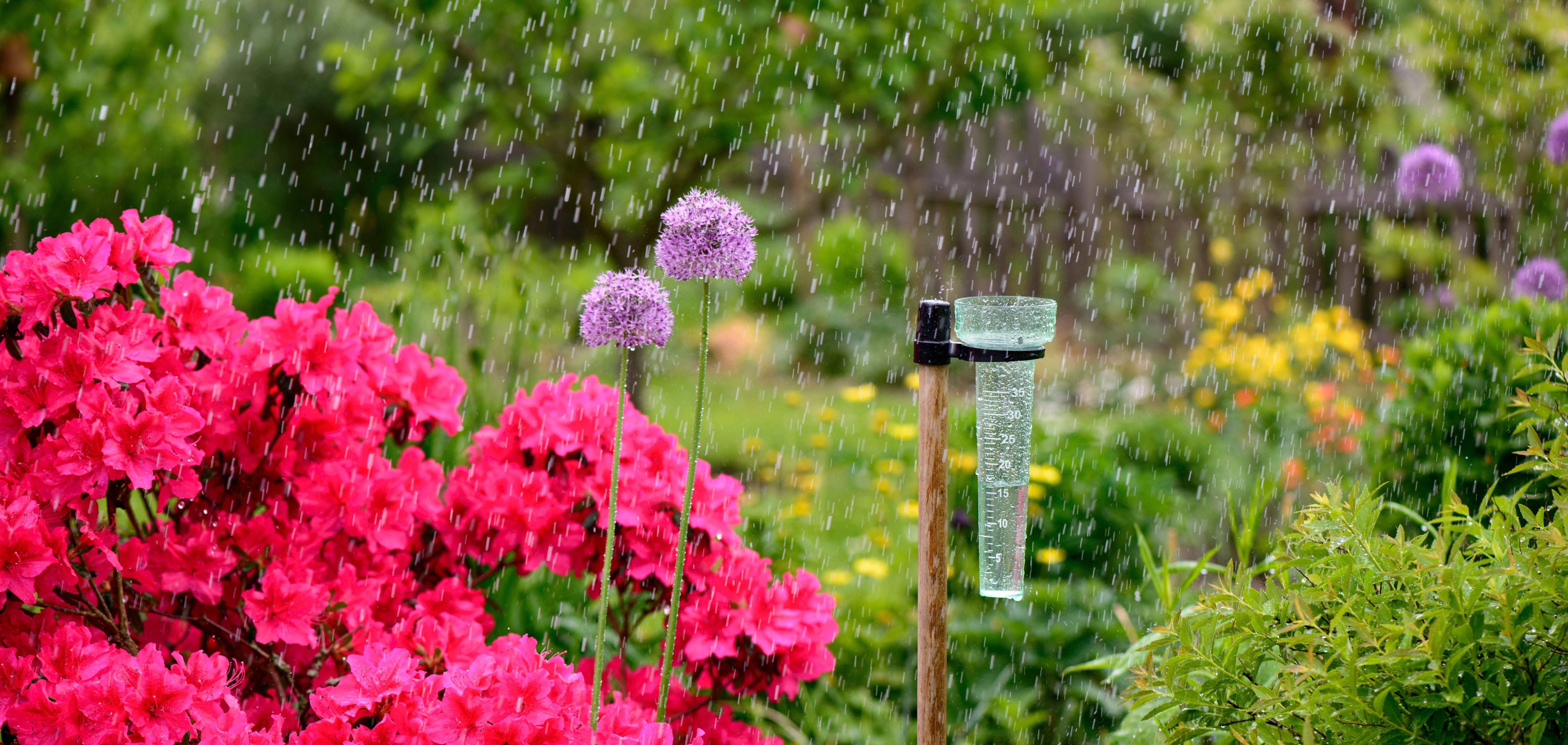 Regen fällt auf einen blühenden Garten mit Regenmesser und lila sowie pinken Blumen.