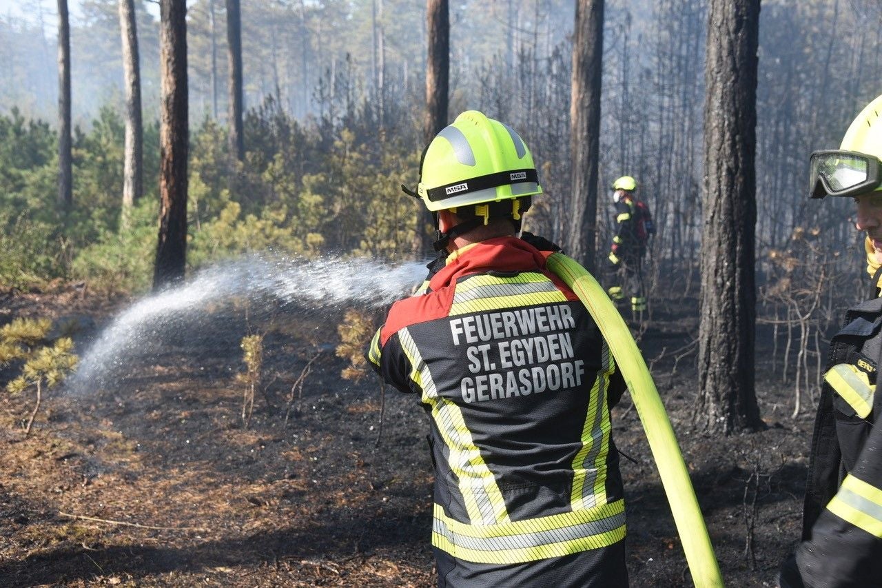 Feuerwehr löscht einen Waldbrand im Föhrenwald mit einem Wasserschlauch.