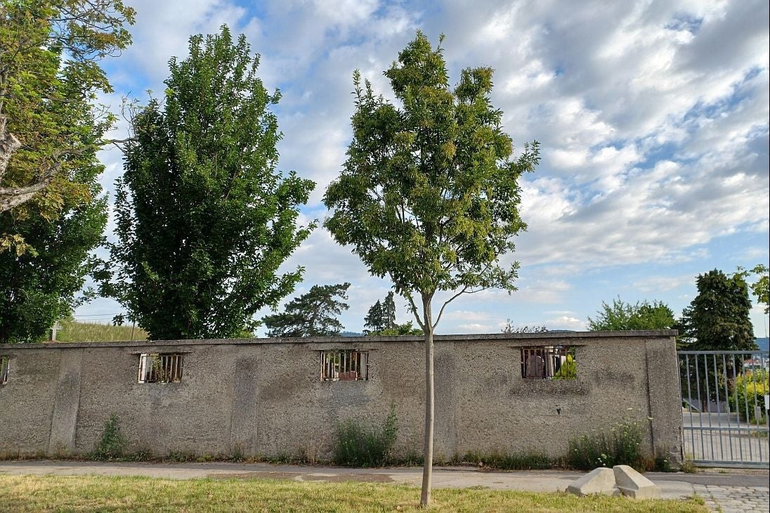 Baum vor einer grauen Mauer mit kleinen Fenstern und weiteren Bäumen im Hintergrund.