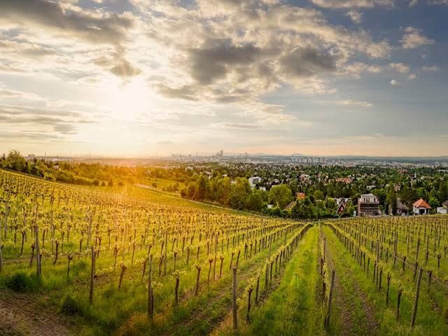 Sonnenuntergang über einem grünen Weinberg mit Blick auf eine Stadt im Hintergrund.
