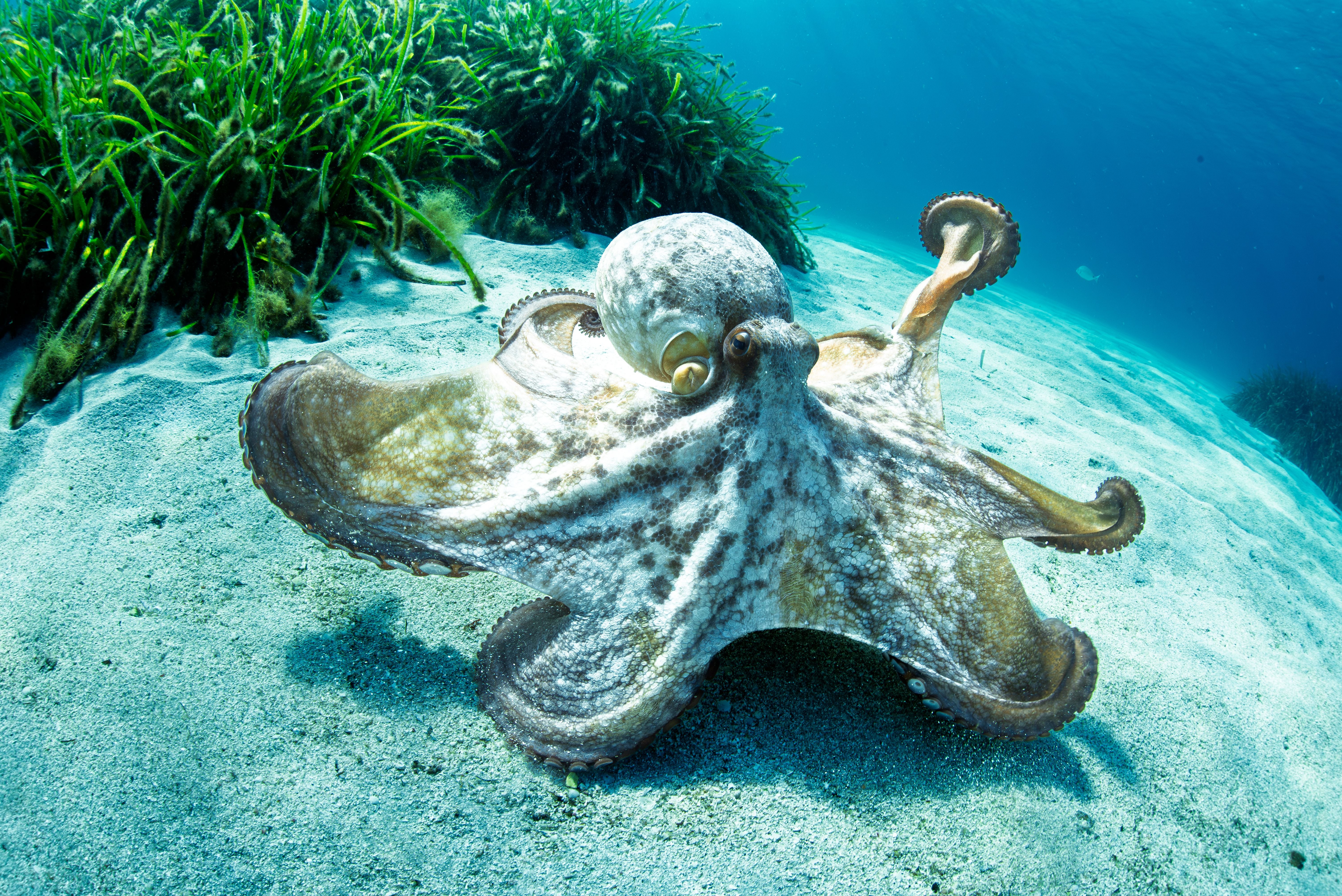 Ein Oktopus kriecht am sandigen Meeresboden neben Seegras entlang.
