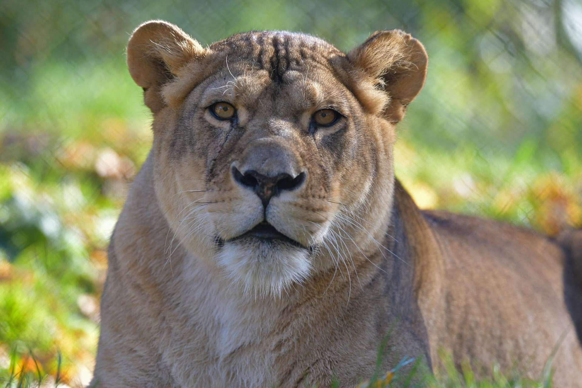 Löwin liegt im Gras und blickt direkt in die Kamera.
