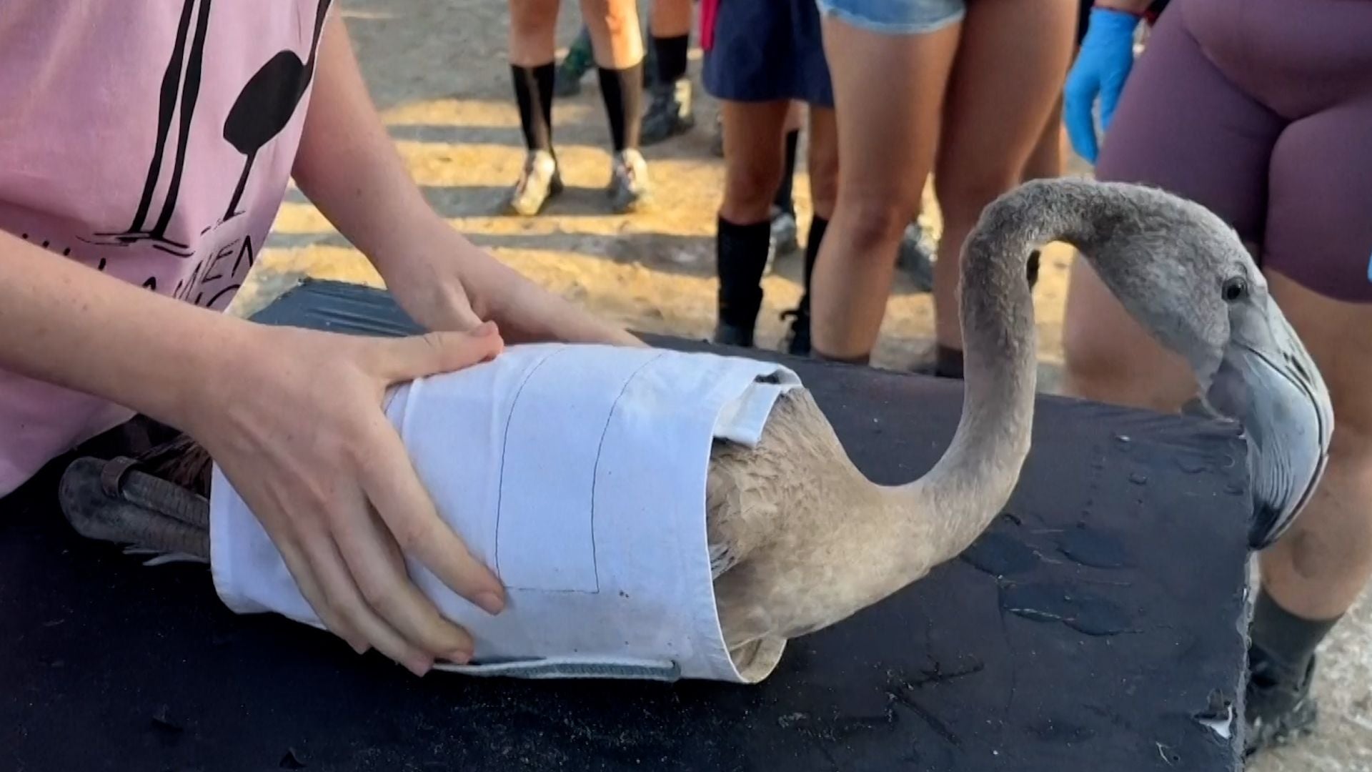 Ein Flamingoküken wird auf einem Tisch vorsichtig in weißen Stoff eingewickelt.
