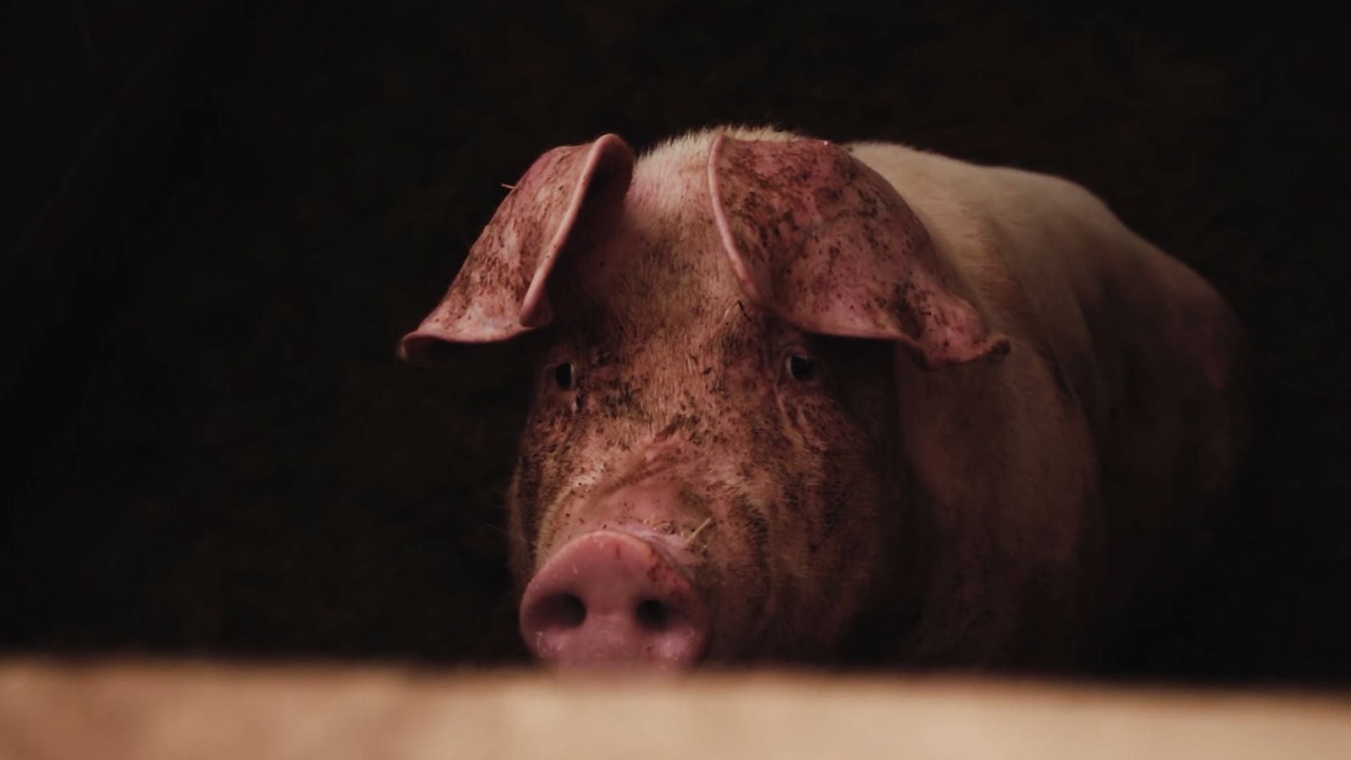 Ein Schwein mit schmutziger Schnauze blickt aus einem dunklen Stall nach vorne.