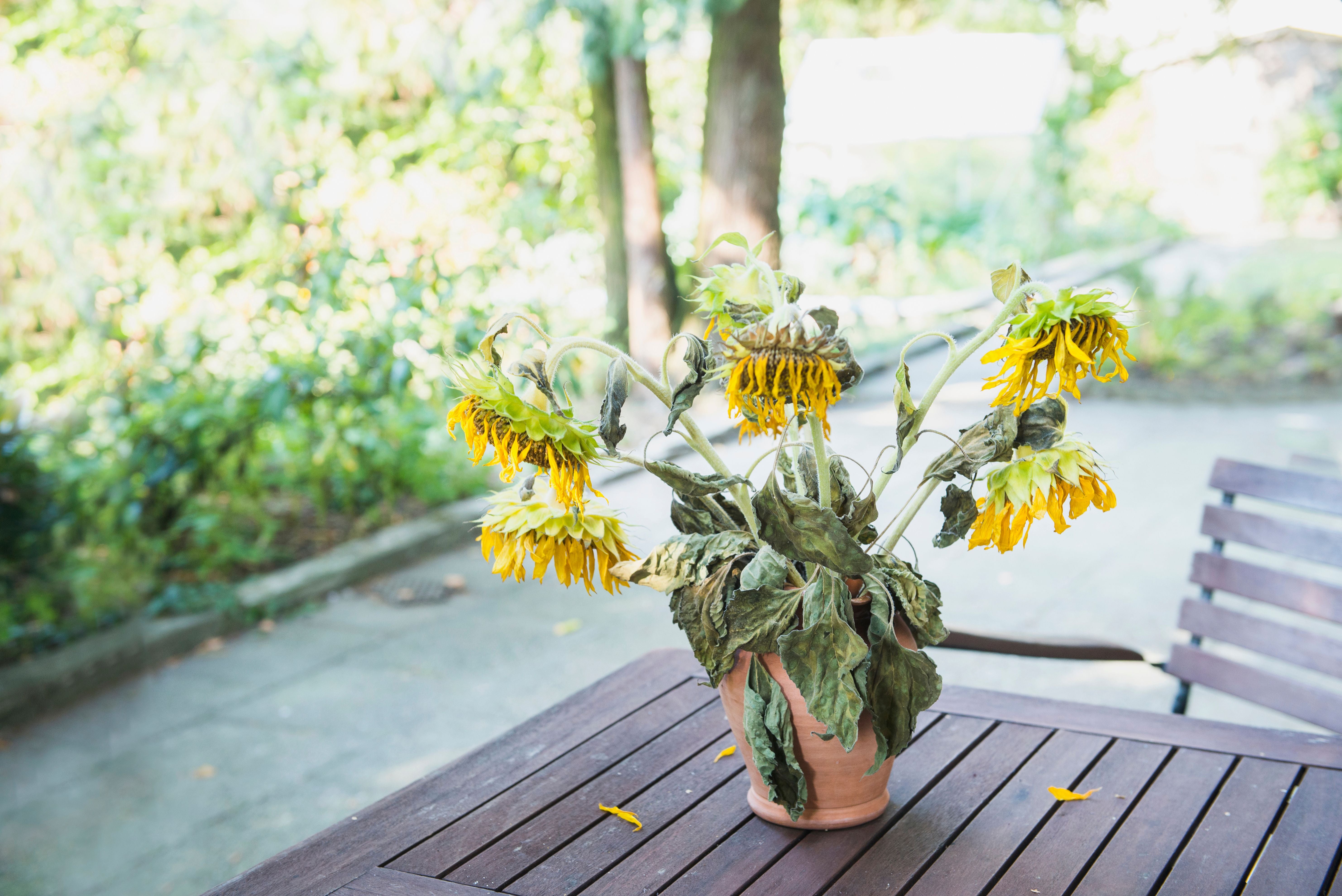 Verwelkte Sonnenblumen in einem Topf stehen auf einem Holztisch im Freien