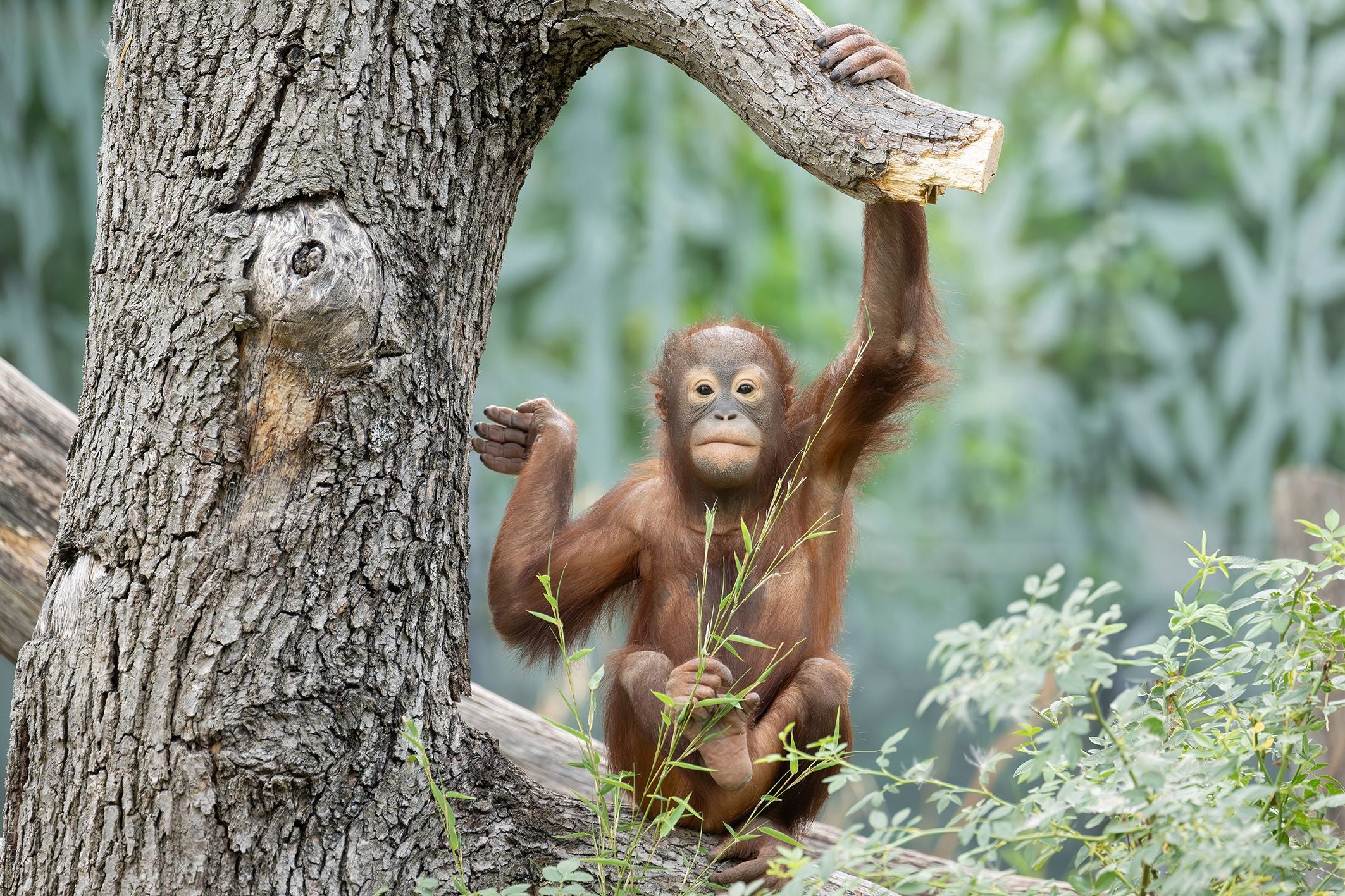 Junger Orang-Utan hält sich an einem Baumstamm fest und sitzt im Grünen.