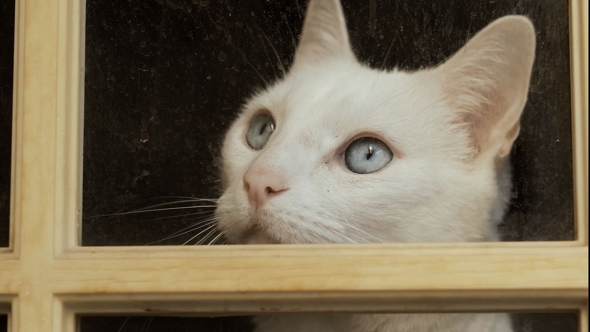Weiße Katze mit blauen Augen schaut durch ein Fenster nach draußen.