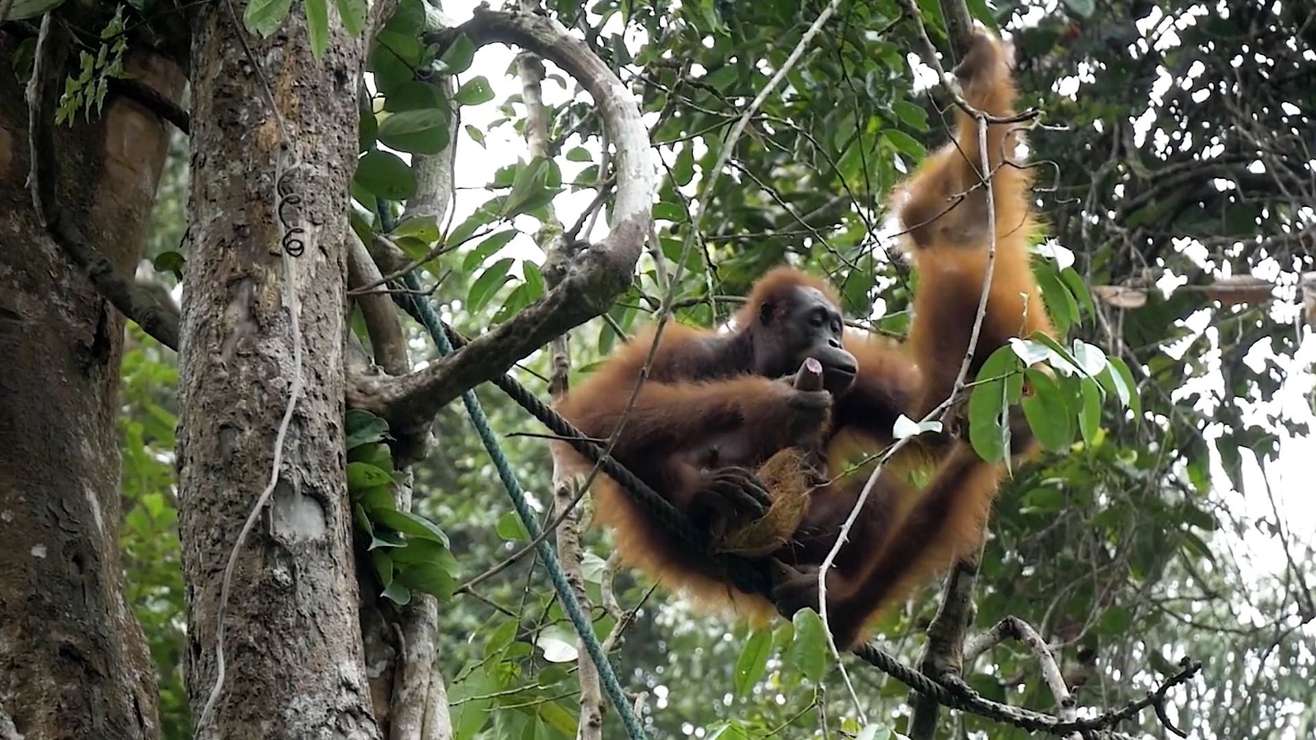Ein Orang-Utan sitzt auf einem Ast und hält eine Frucht in der Hand.