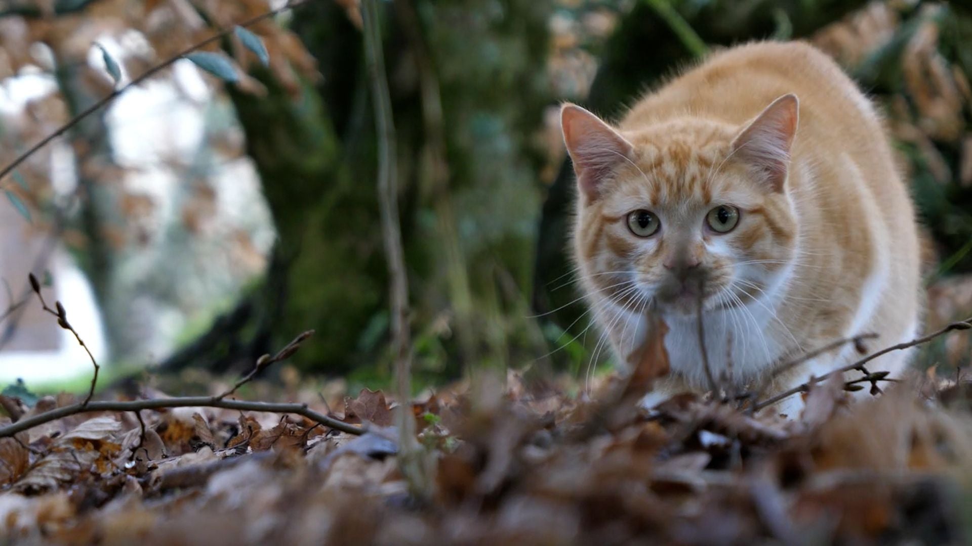 Eine rot getigerte Katze schleicht im herbstlichen Laub durch den Wald.