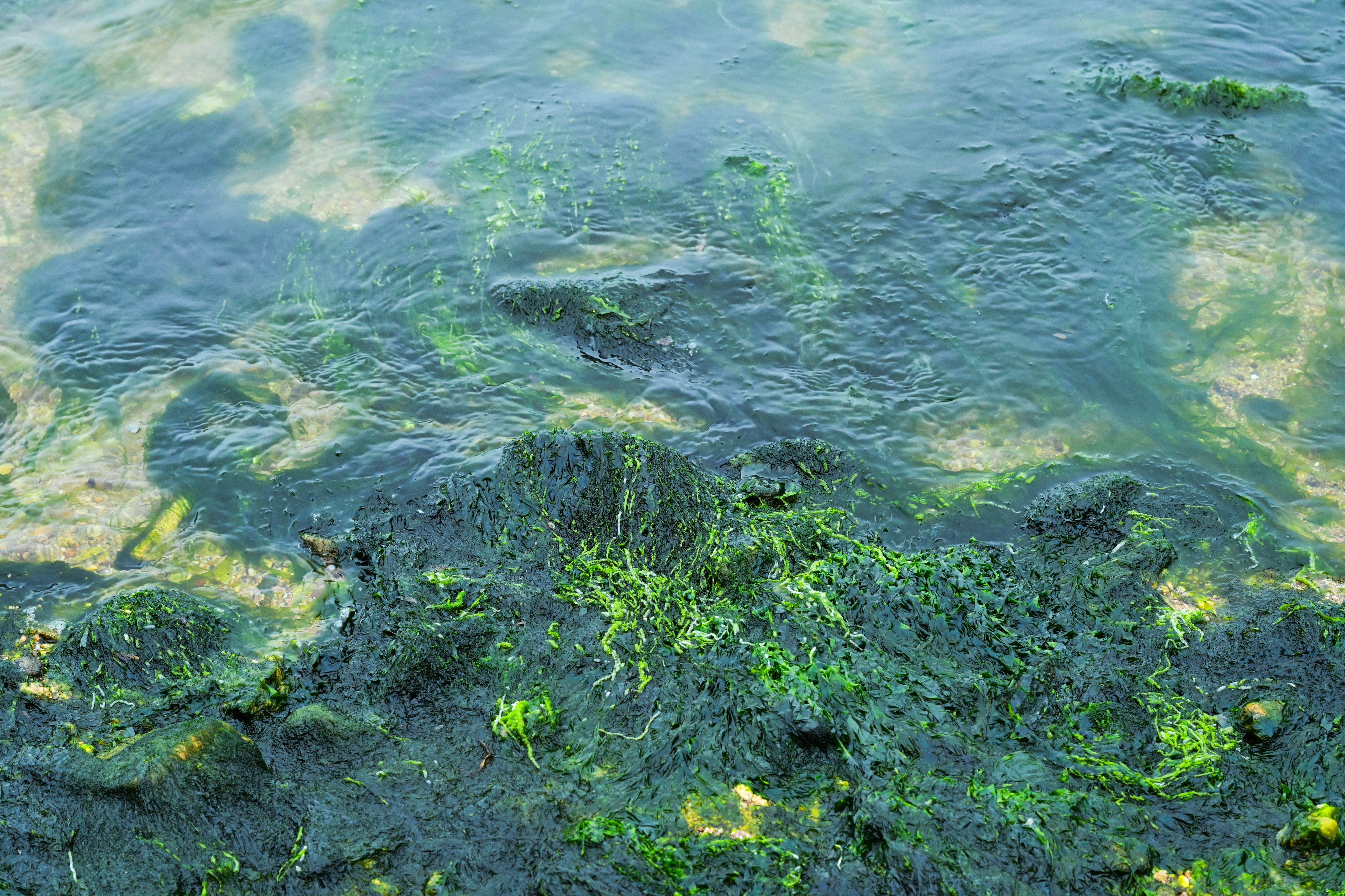 Grüne Algen und Steine im flachen Wasser am Ufer.