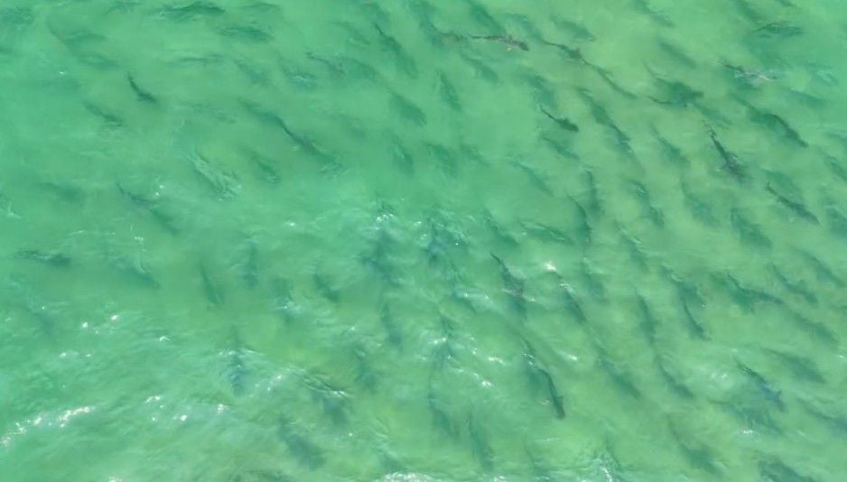 Viele Haie schwimmen dicht beieinander im türkisfarbenen, klaren Wasser.