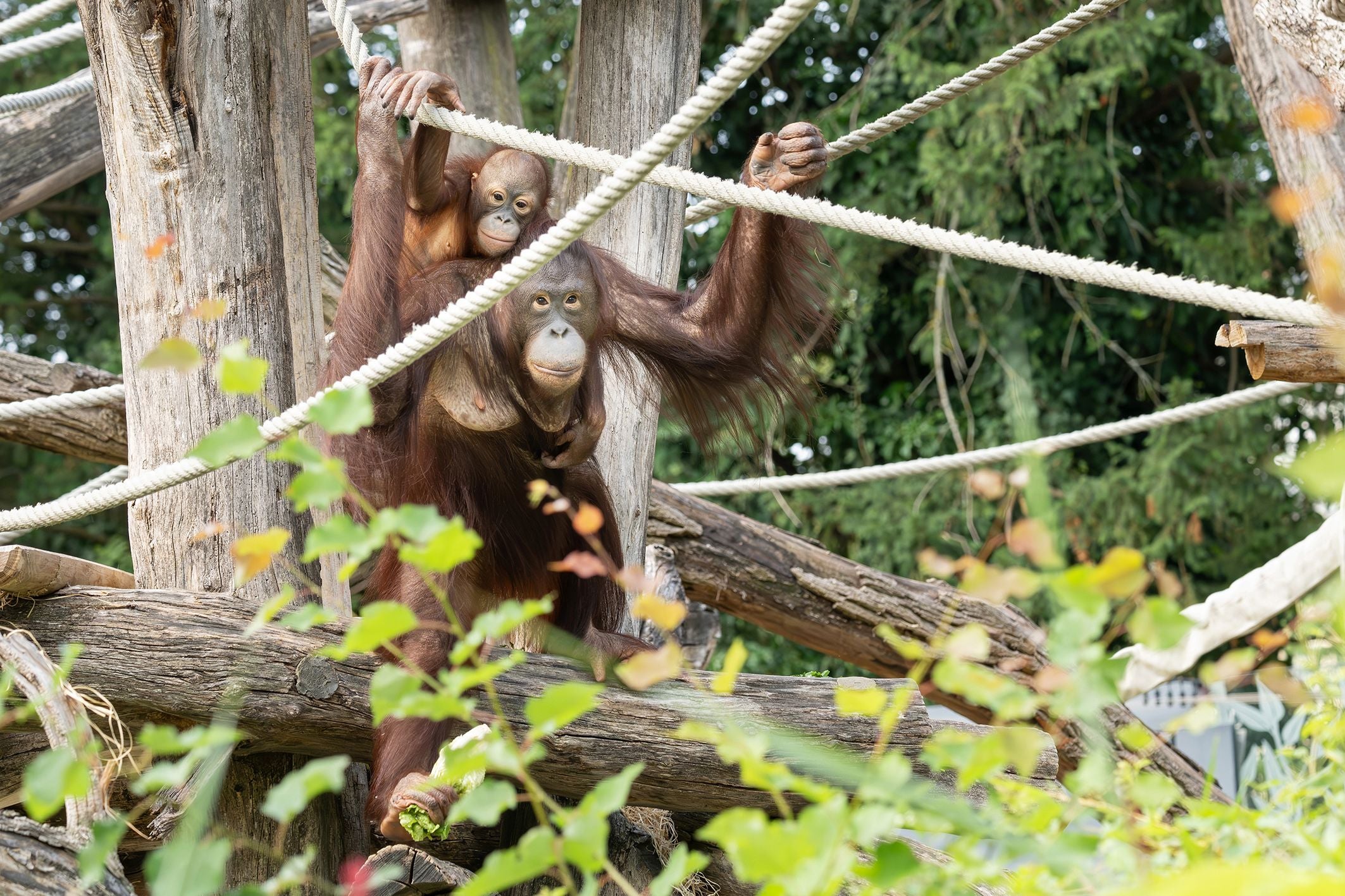 Ein Orang-Utan mit Jungtier klettert an Seilen in einer bewaldeten Umgebung.