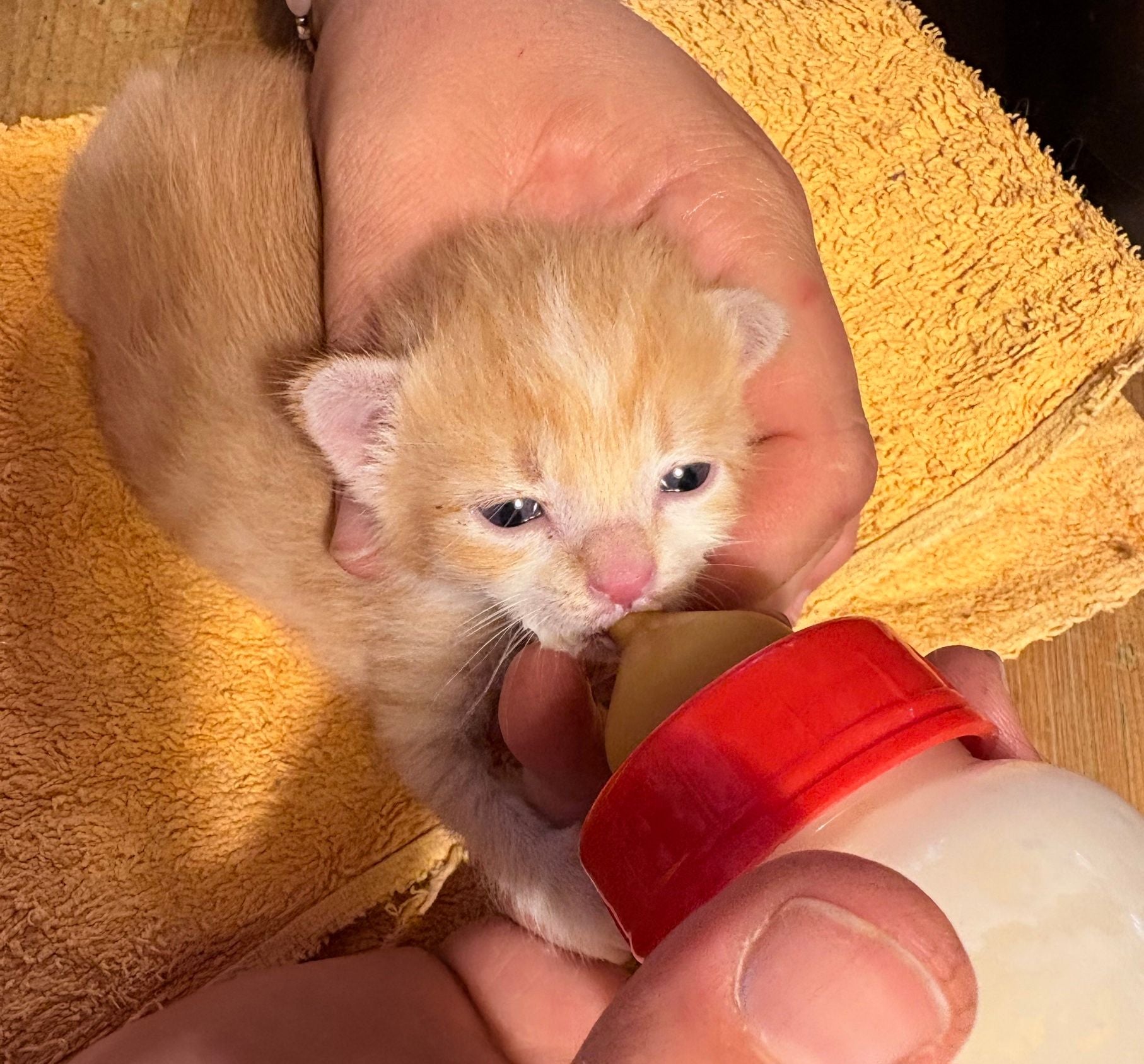 Ein kleines orangefarbenes Kätzchen wird mit einer Flasche gefüttert.